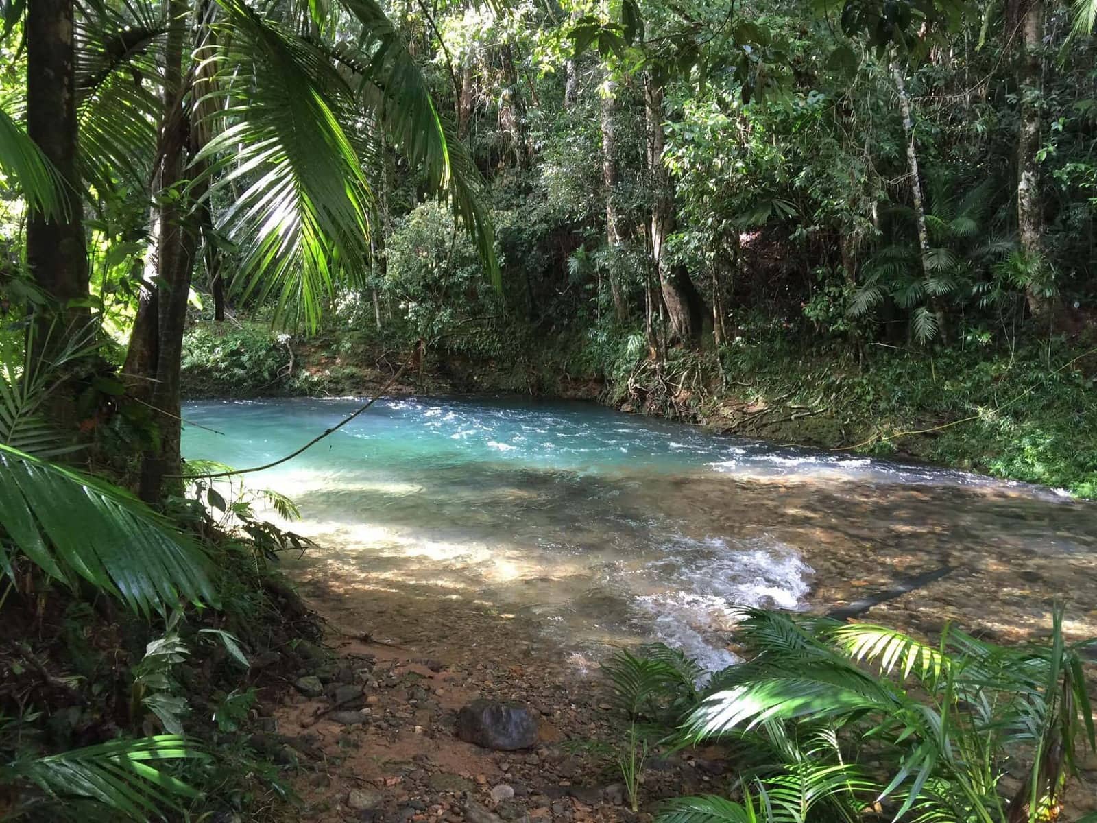 1600x1200 The Daintree Rainforest Douglas Tropical Trips Port Douglas