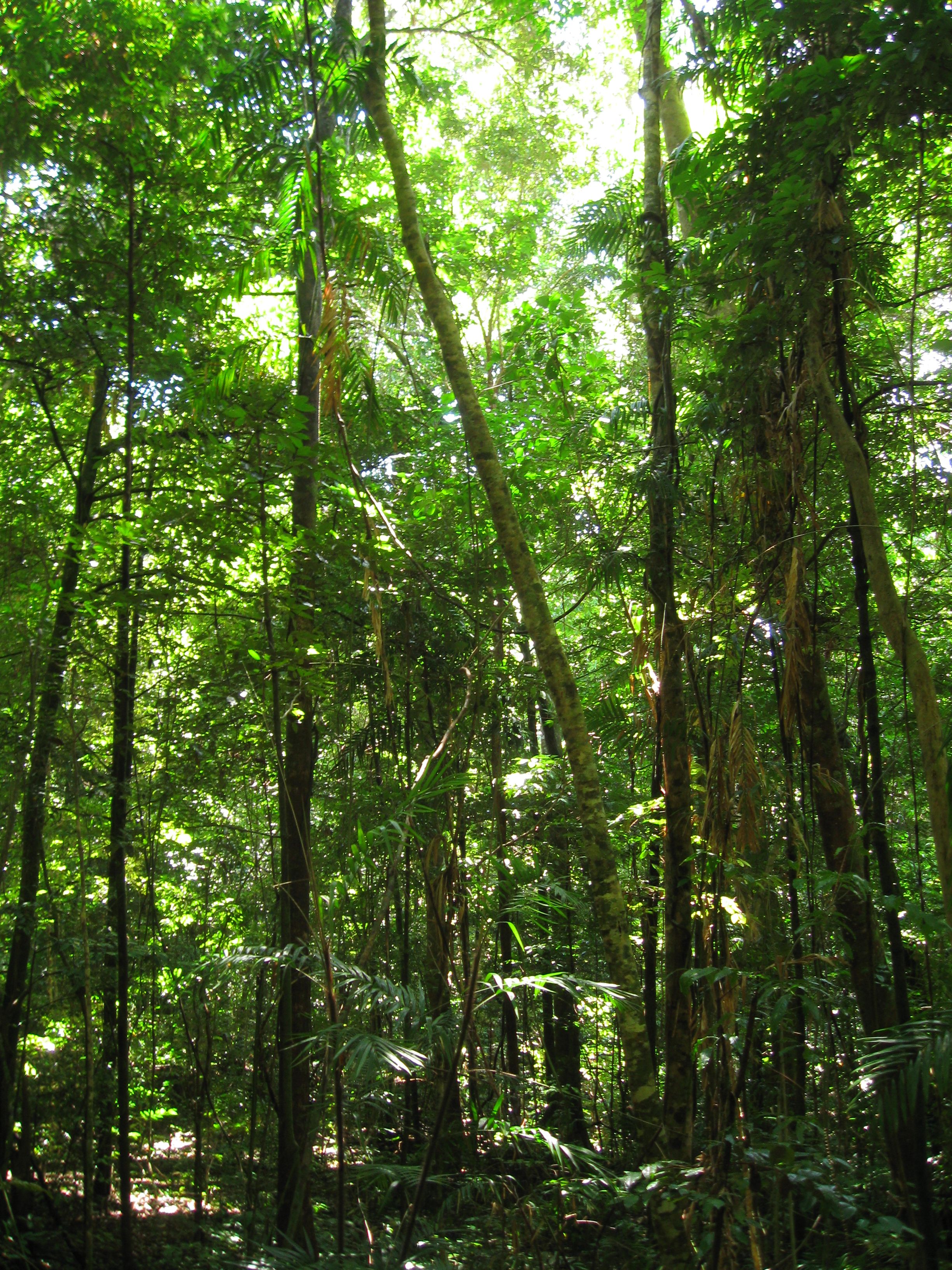 2448x3264 Daintree Rainforest