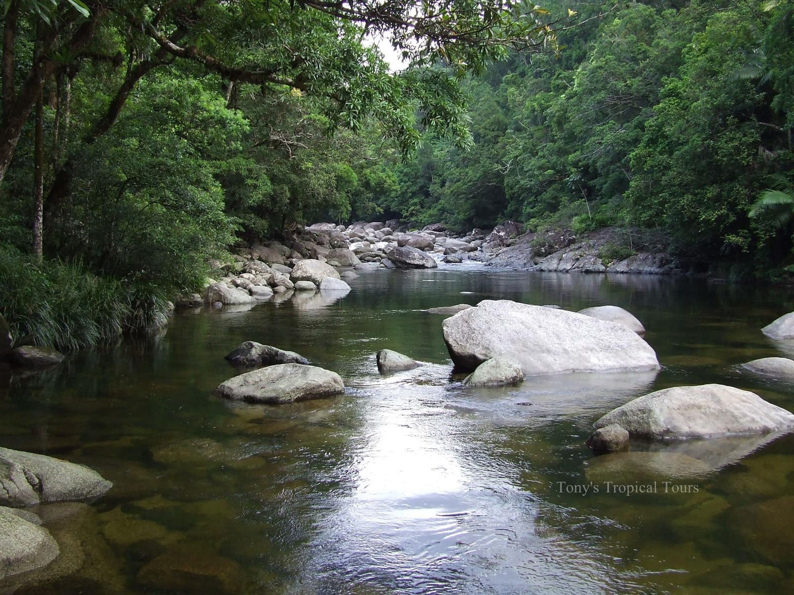1600x1200 Daintree Rainforest's Tropical Tours Port Douglas
