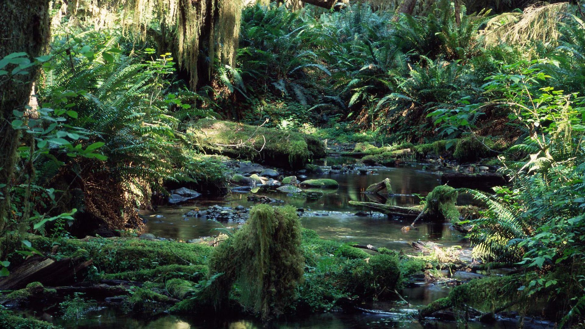 1920x1080 Daintree National Park Wallpaper