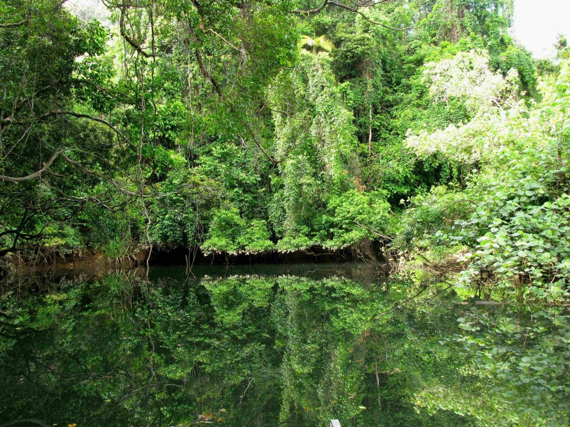 1920x1440 Daintree Rainforest Serenity: Lush Forest Reflections HD Wallpaperx1920