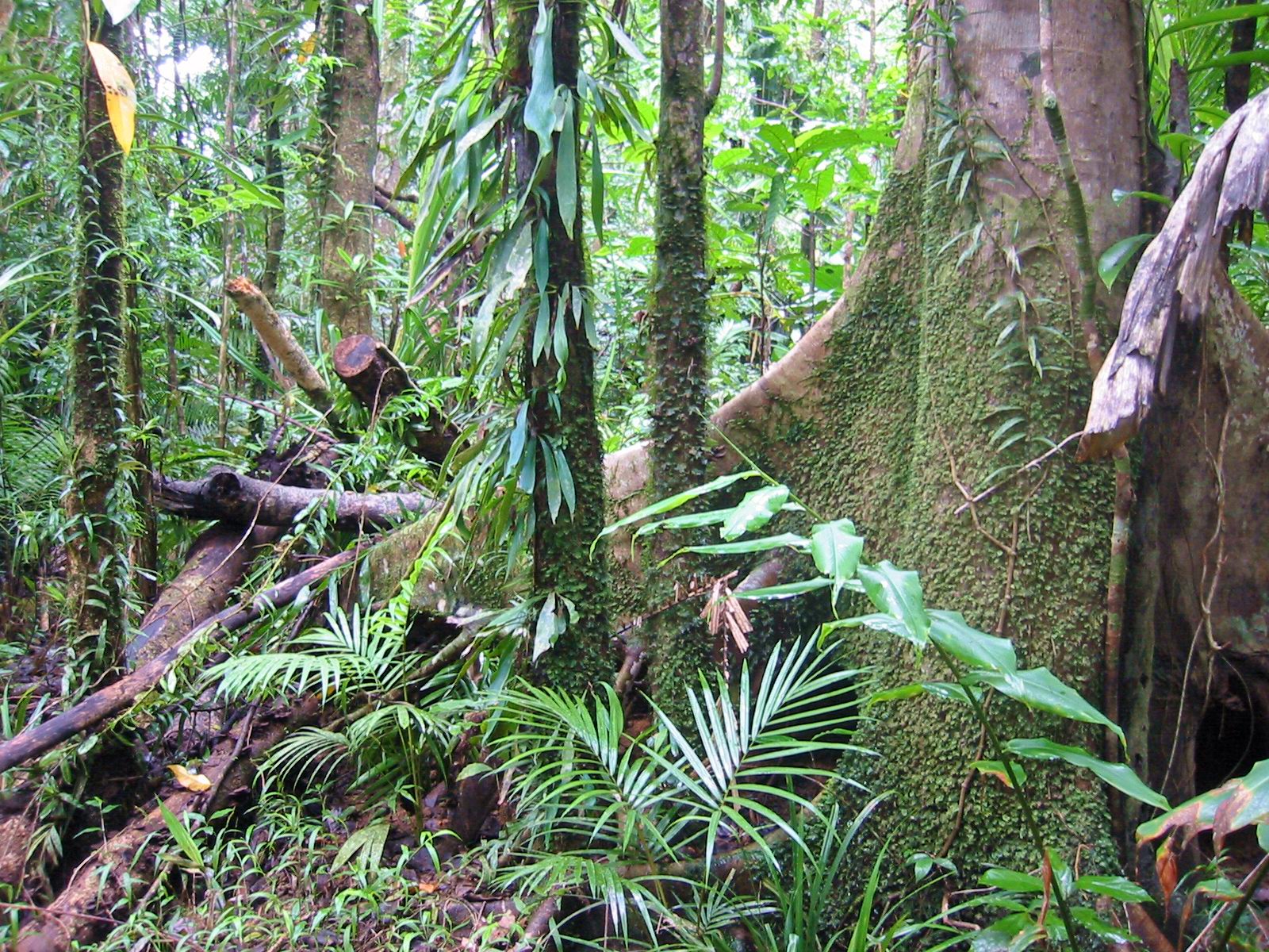1600x1200 Wet Tropics of Queensland