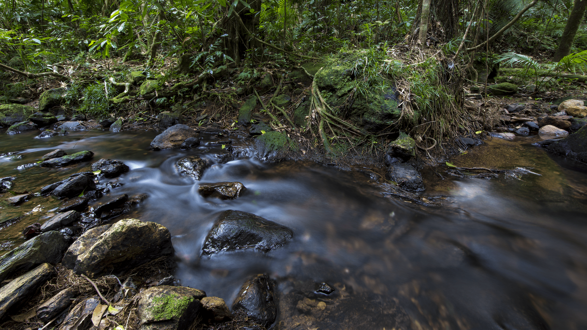 1920x1080 Daintree Rainforest Discovery Centre. Things To Do In Cairns