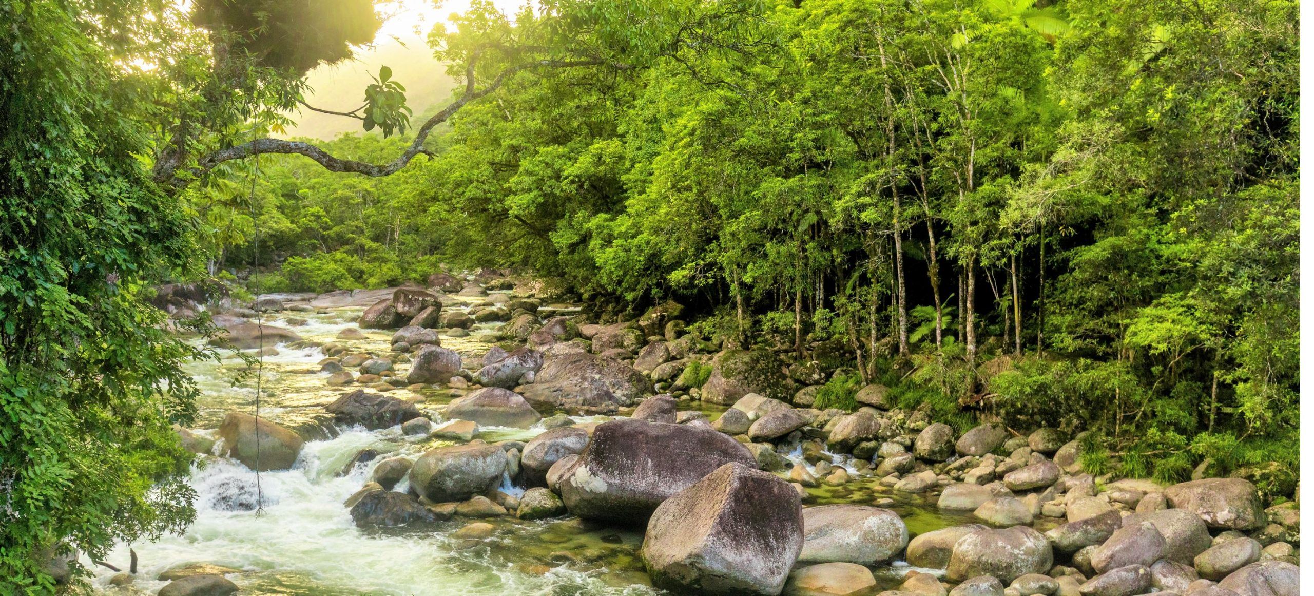 2560x1161 Daintree Rainforest Facts- The Worlds Oldest tropical Rainforest