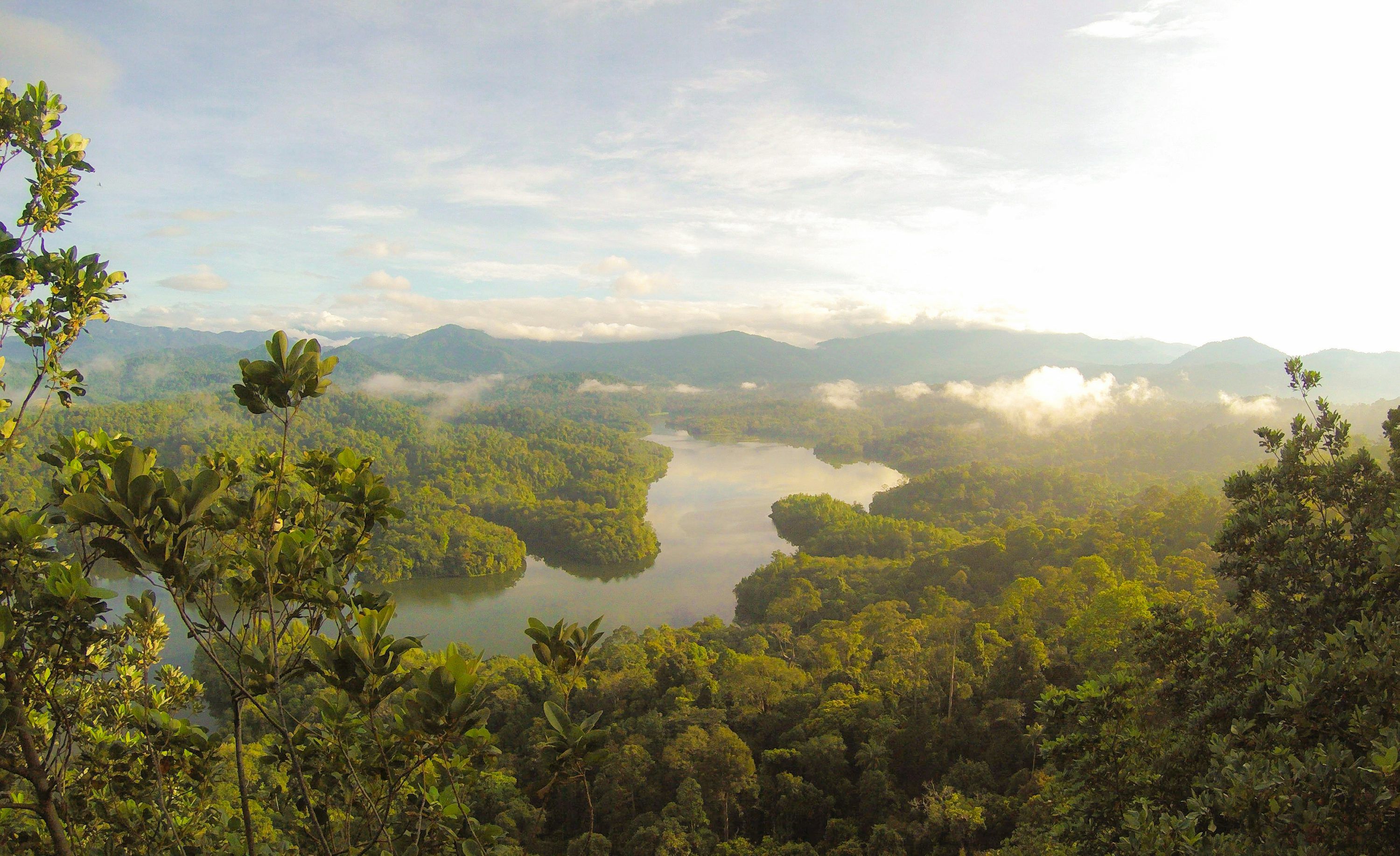 3000x1834 Daintree Rainforest Picture. Download Free Image