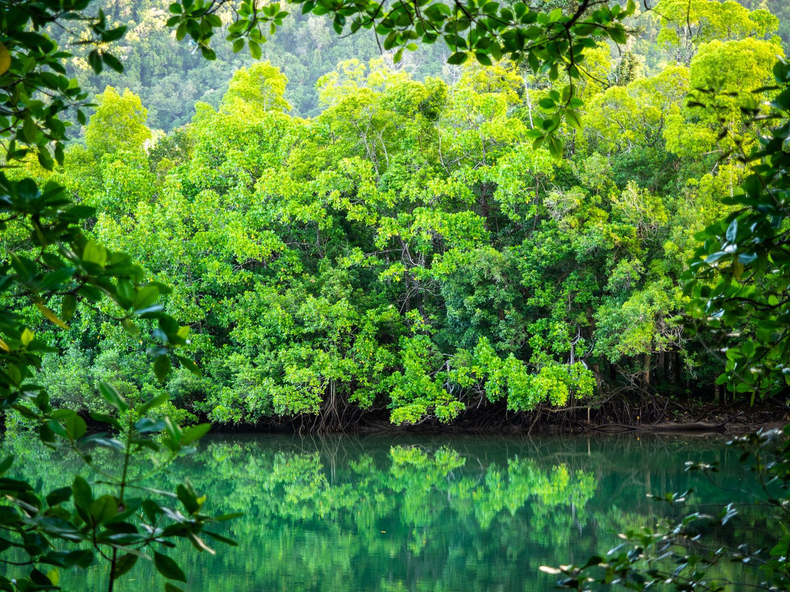 1600x1200 DAINTREE RAINFORST