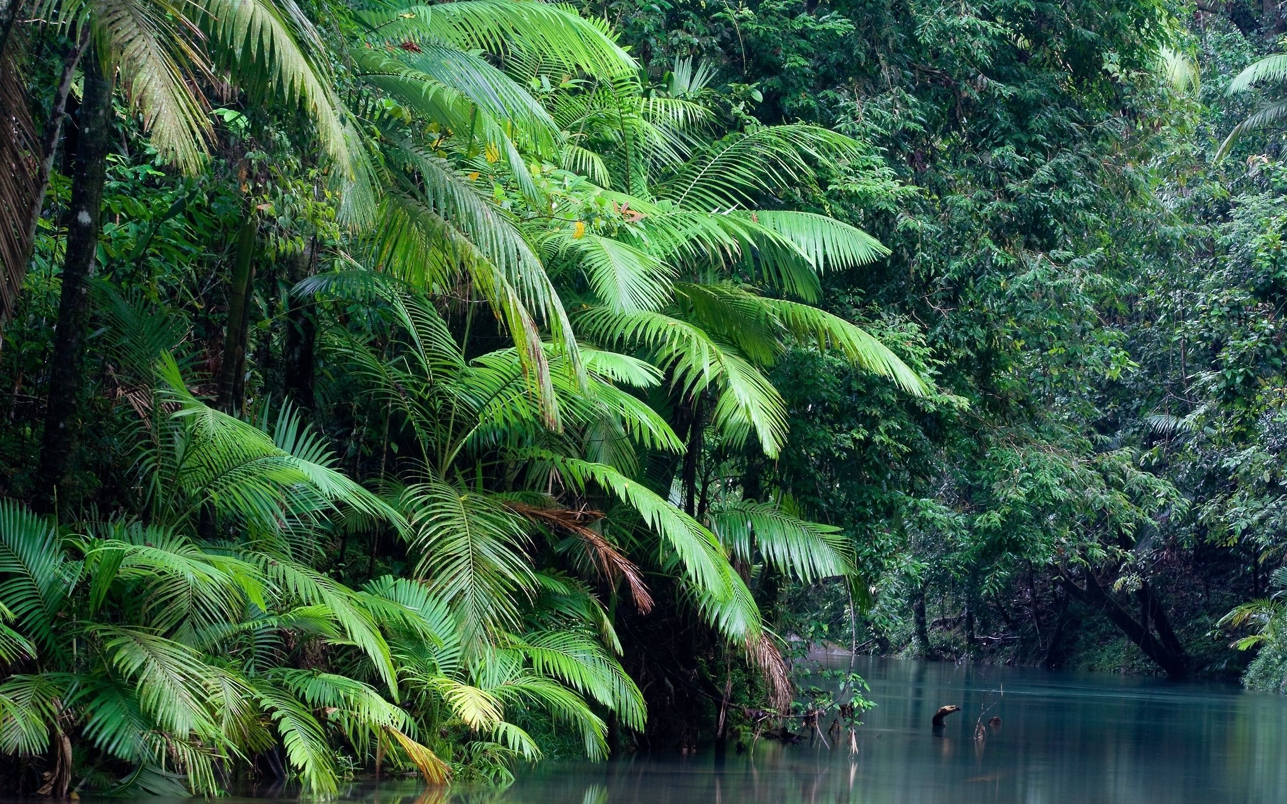 2560x1600 Wallpaper forest, water, plant, Daintree national park for mobile and desktop, section природа, resolution 2560x1600
