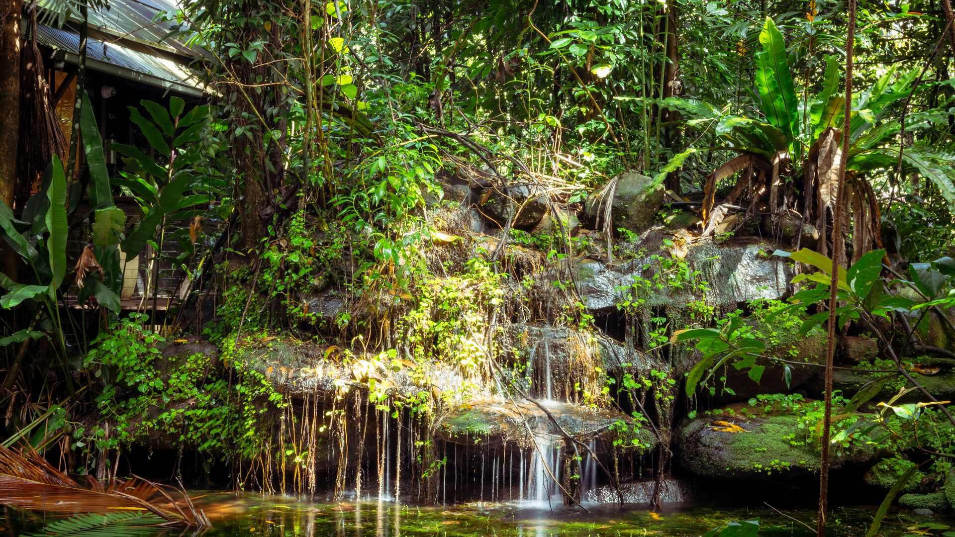 1920x1080 Stay at Daintree Eco Lodge: Book Now with Bushbaby