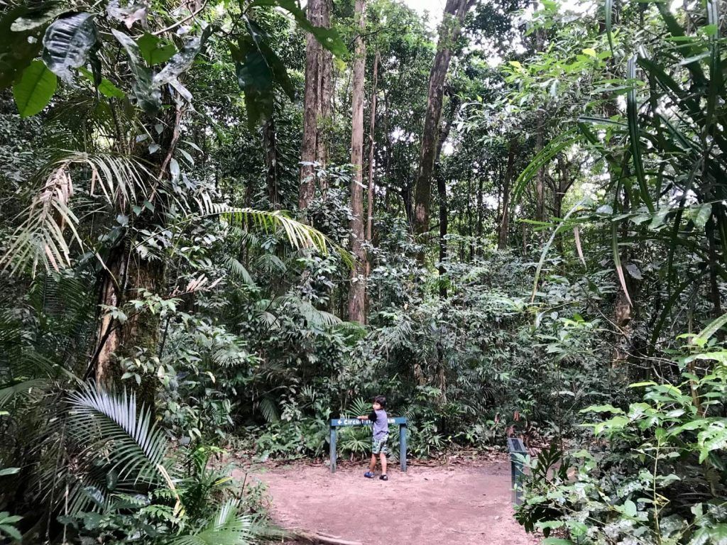 1024x768 AMAZING Daintree Rainforest Facts: Get Ready to be Wowed