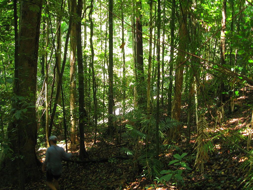 1024x768 Daintree Rainforest