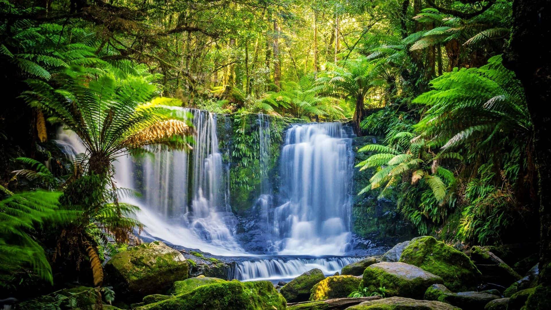 1920x1080 Download Tasmania Temperate Rainforest Wallpaper