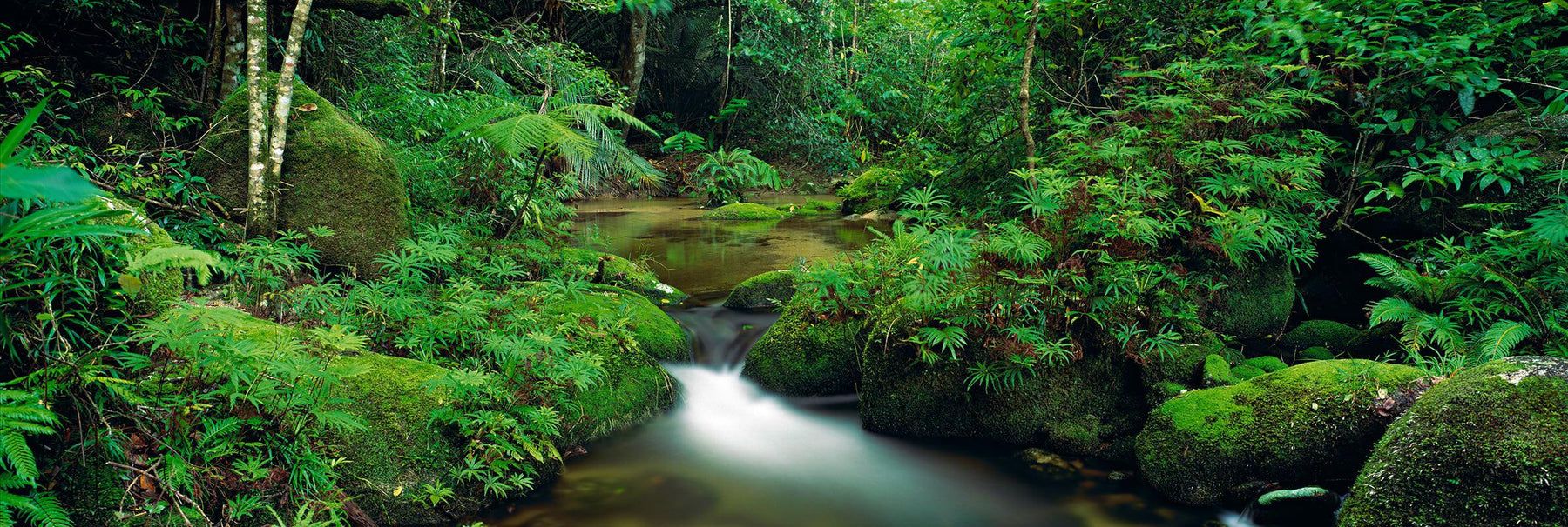 1800x606 The Daintree. Fine Art Photograph