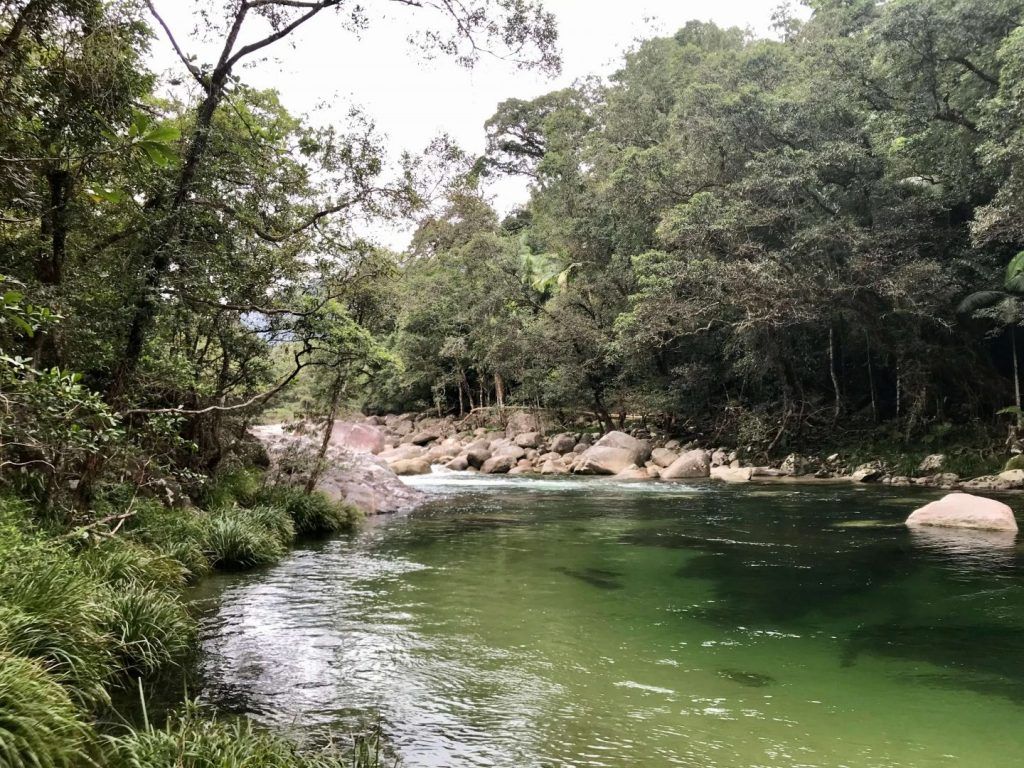 1024x768 AMAZING Daintree Rainforest Facts: Get Ready to be Wowed