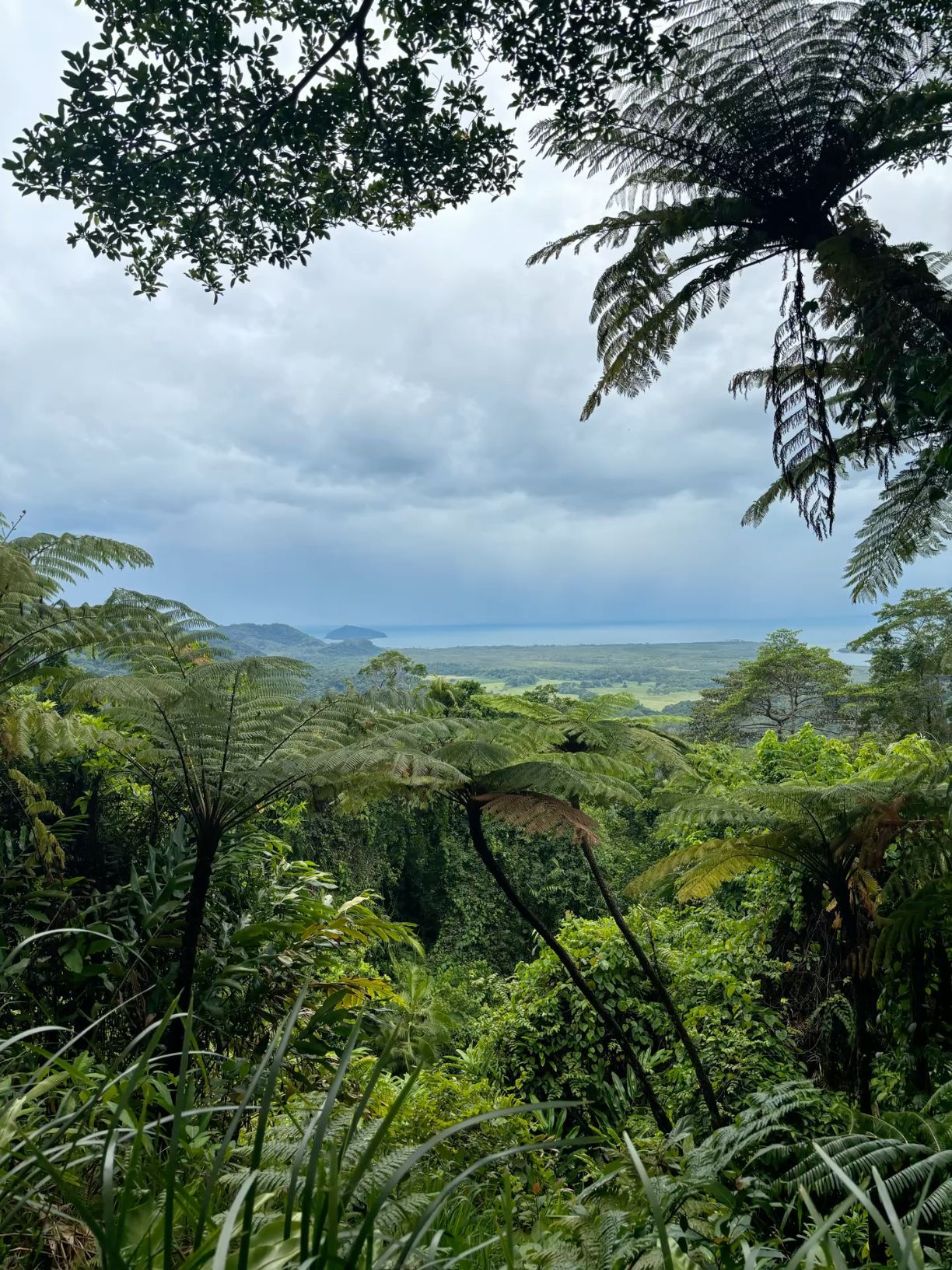1224x1632 Daintree Rainforest Tree View