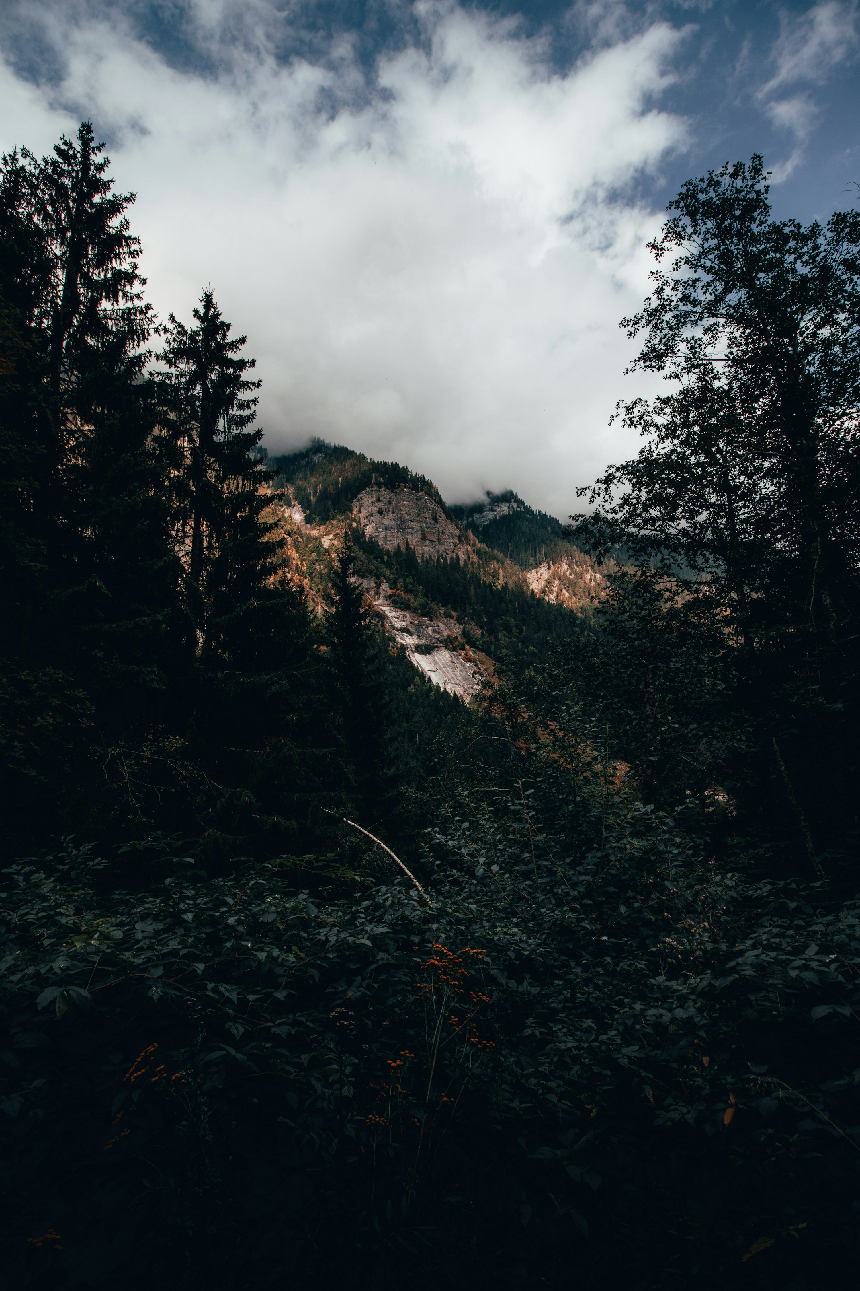 3000x4500 A dark forest with a mountain in the background