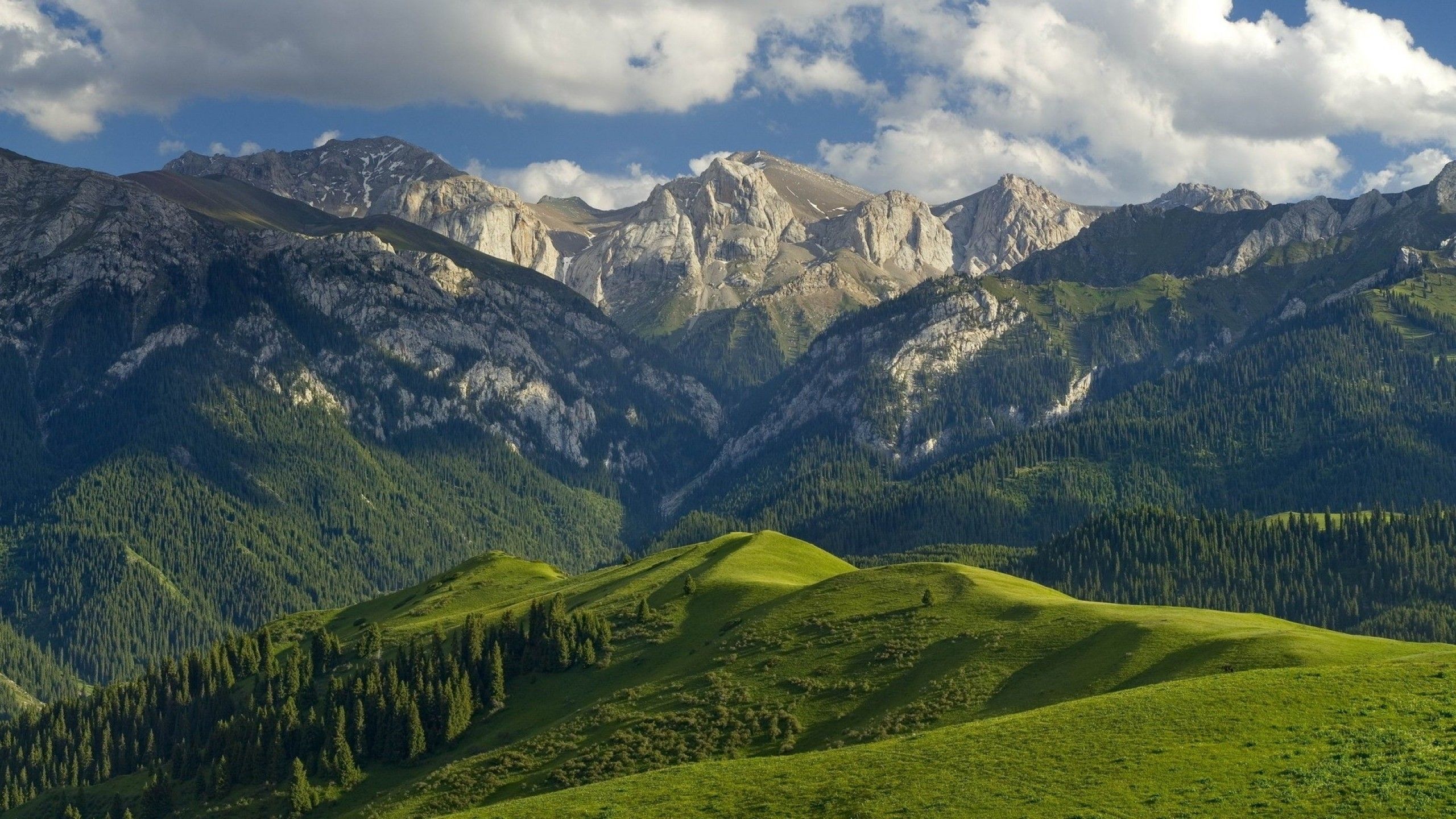 2560x1440 Mountain Forest Wallpaper HD 25756