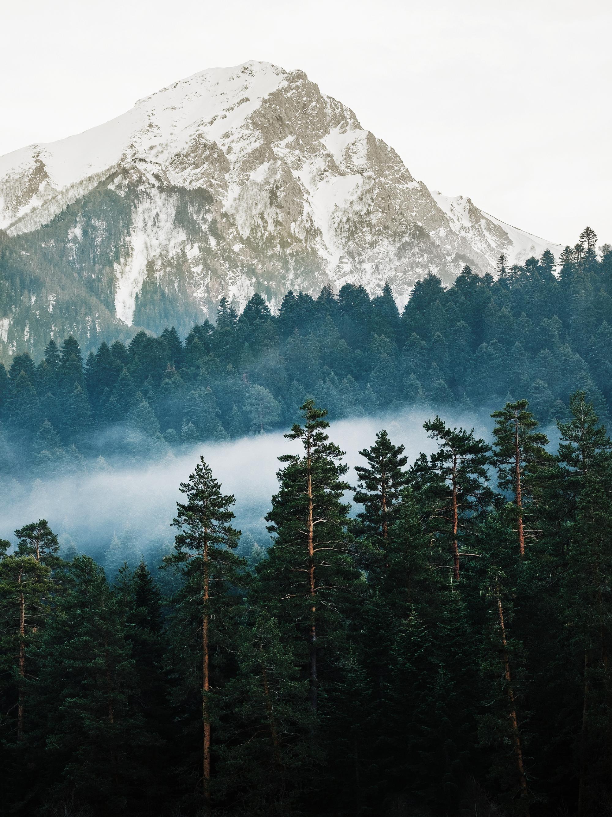 2000x2667 Mountain and Forest Print 30x40 cm