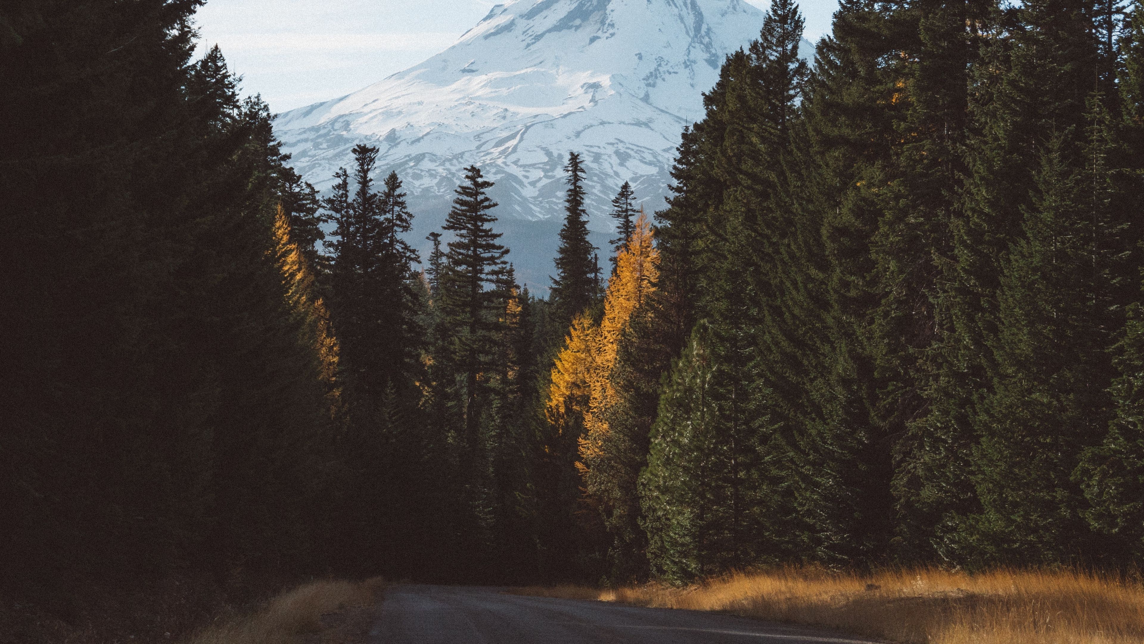 3840x2160 Mountain Forest Wallpaper