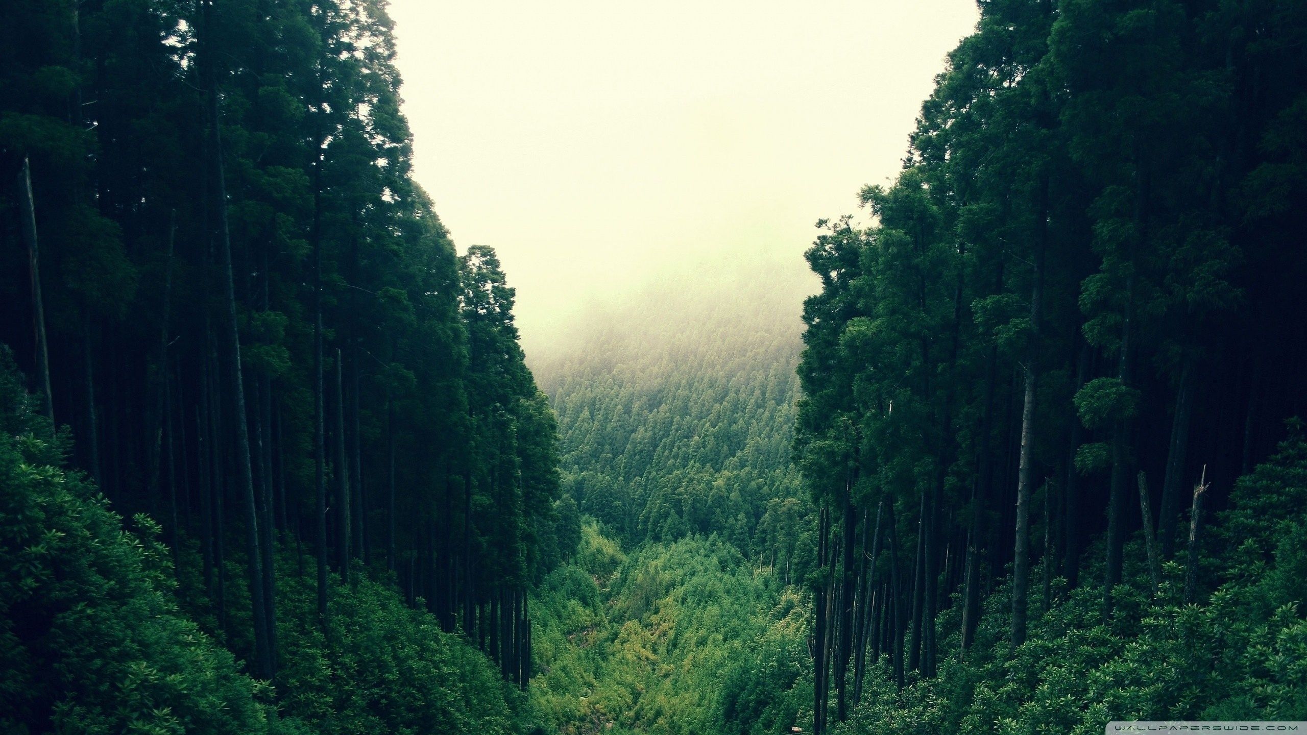 2560x1440 Mountain Forest Wallpaper