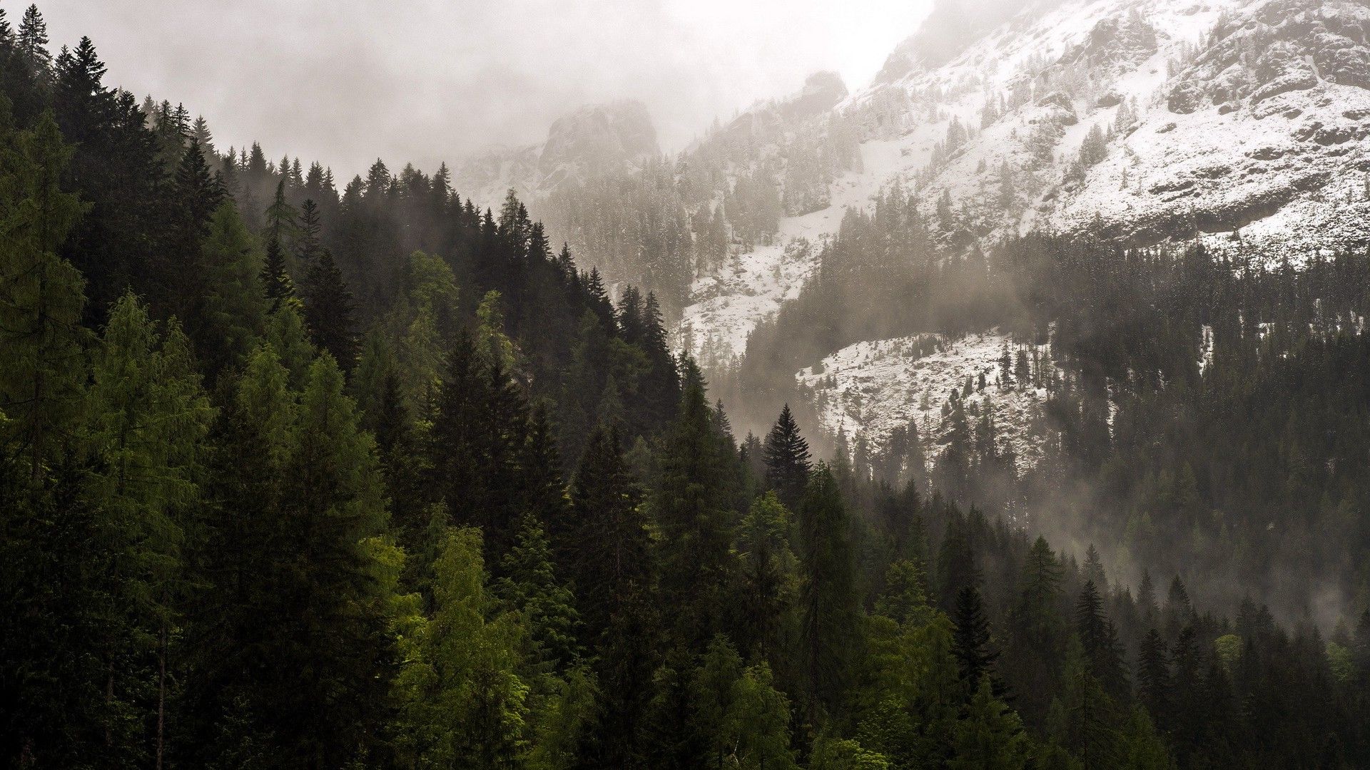 1920x1080 Mountain Forest Background Wallpaper 25747