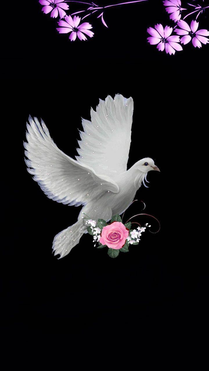 720x1280 Discover 83 Dove Wallpaper and female dove ideas. pigeon, dove flying wallpaper, turtle dove in nature and more