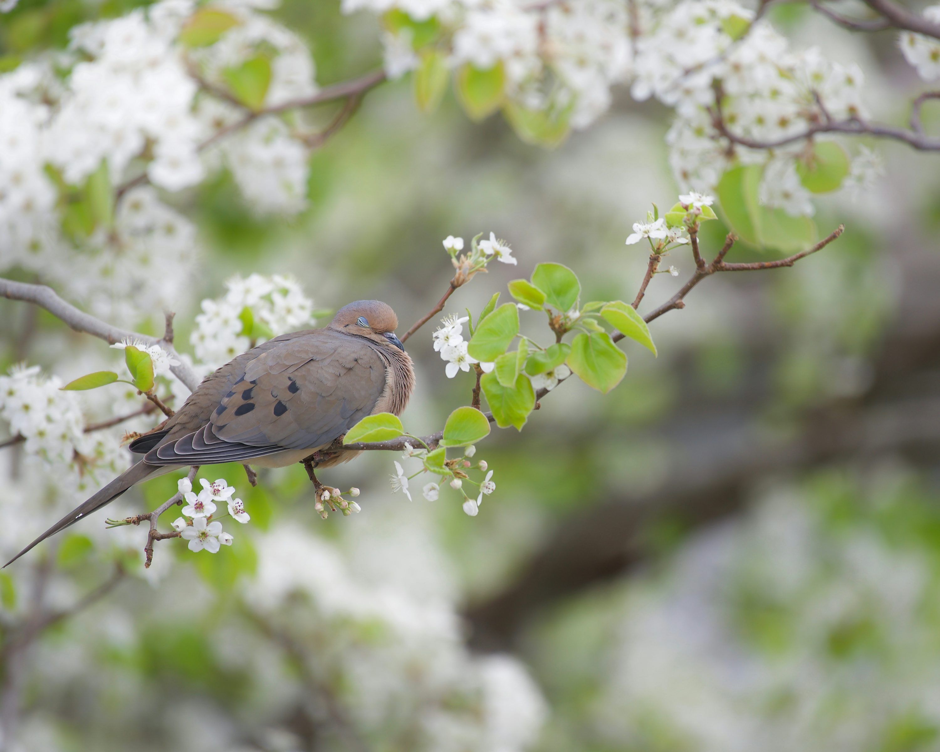 3000x2400 Mourning Dove Picture. Download Free Image