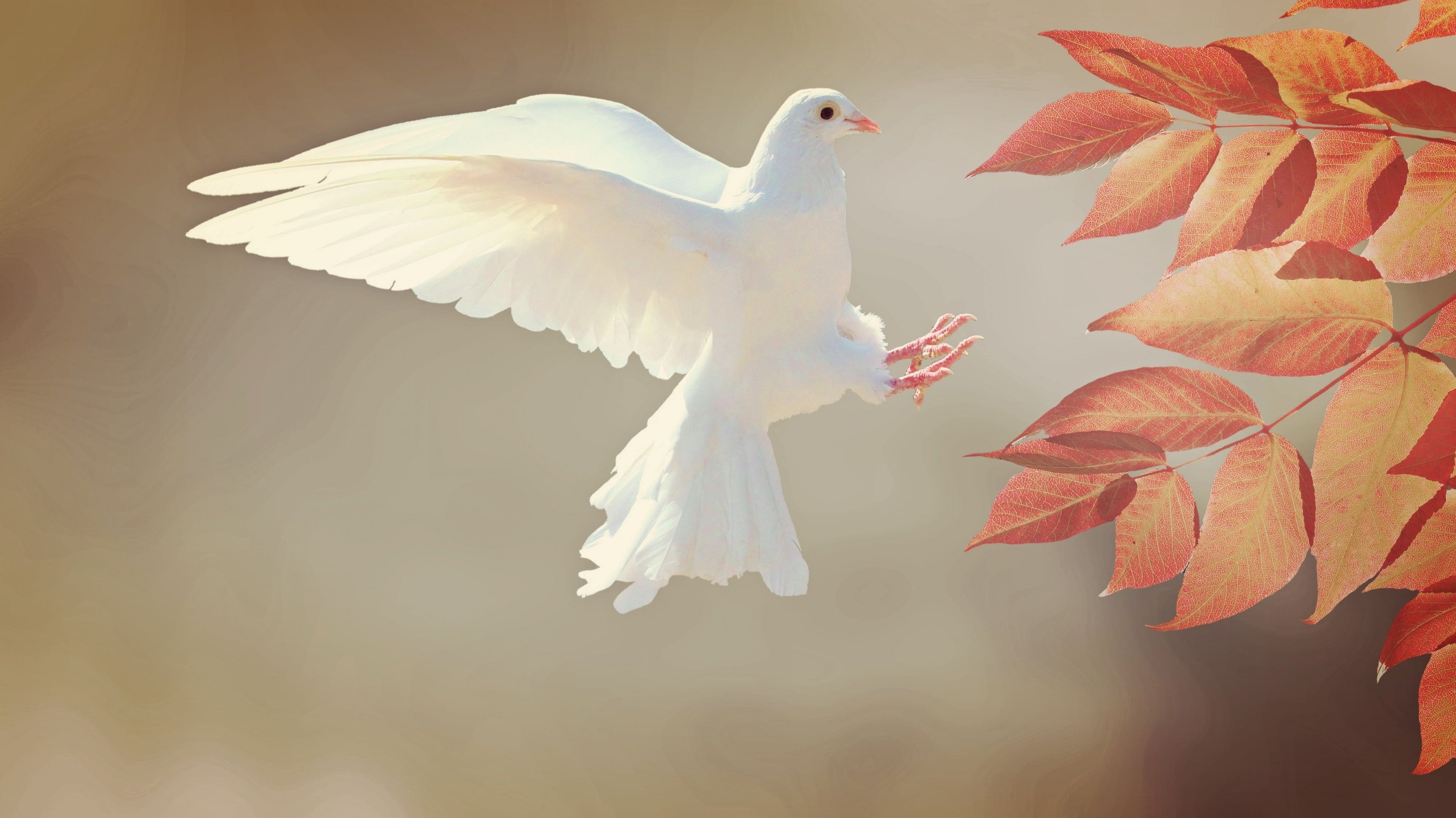 3840x2160 White Dove Wallpaper 4K, Orange leaves, Flying bird