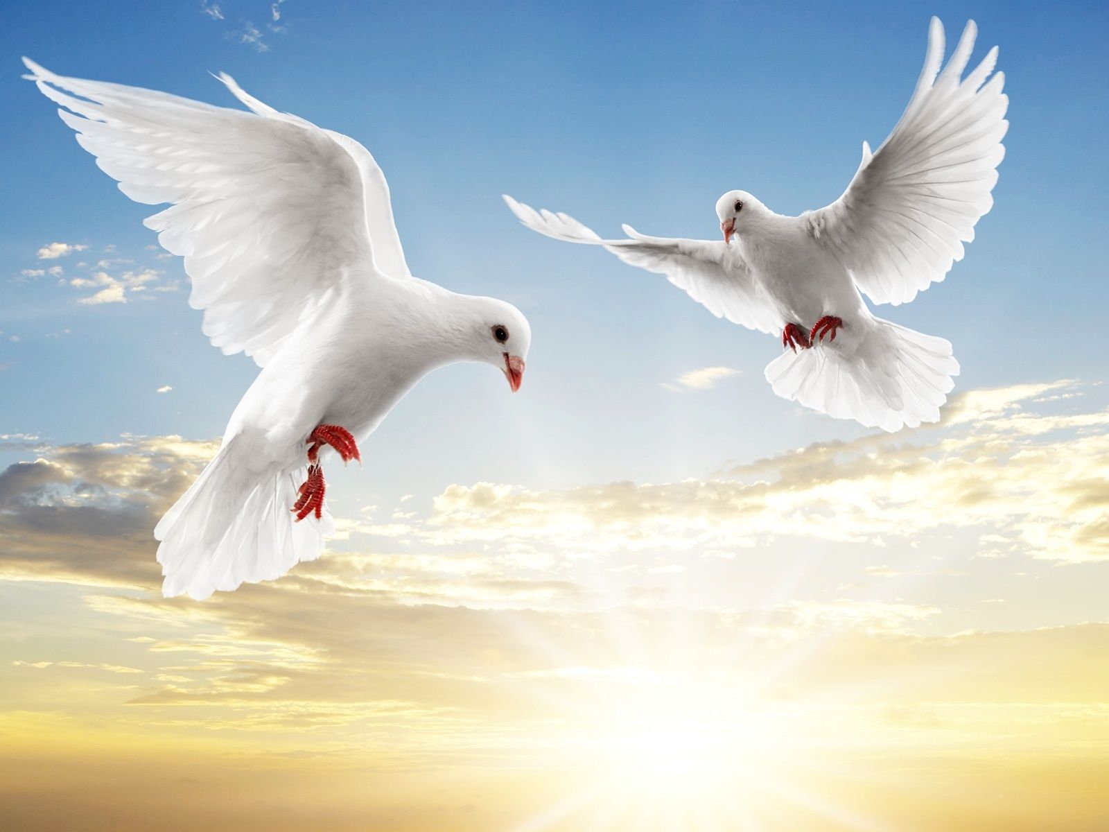 1600x1200 Dove Wallpaper and Background: Free HD Download