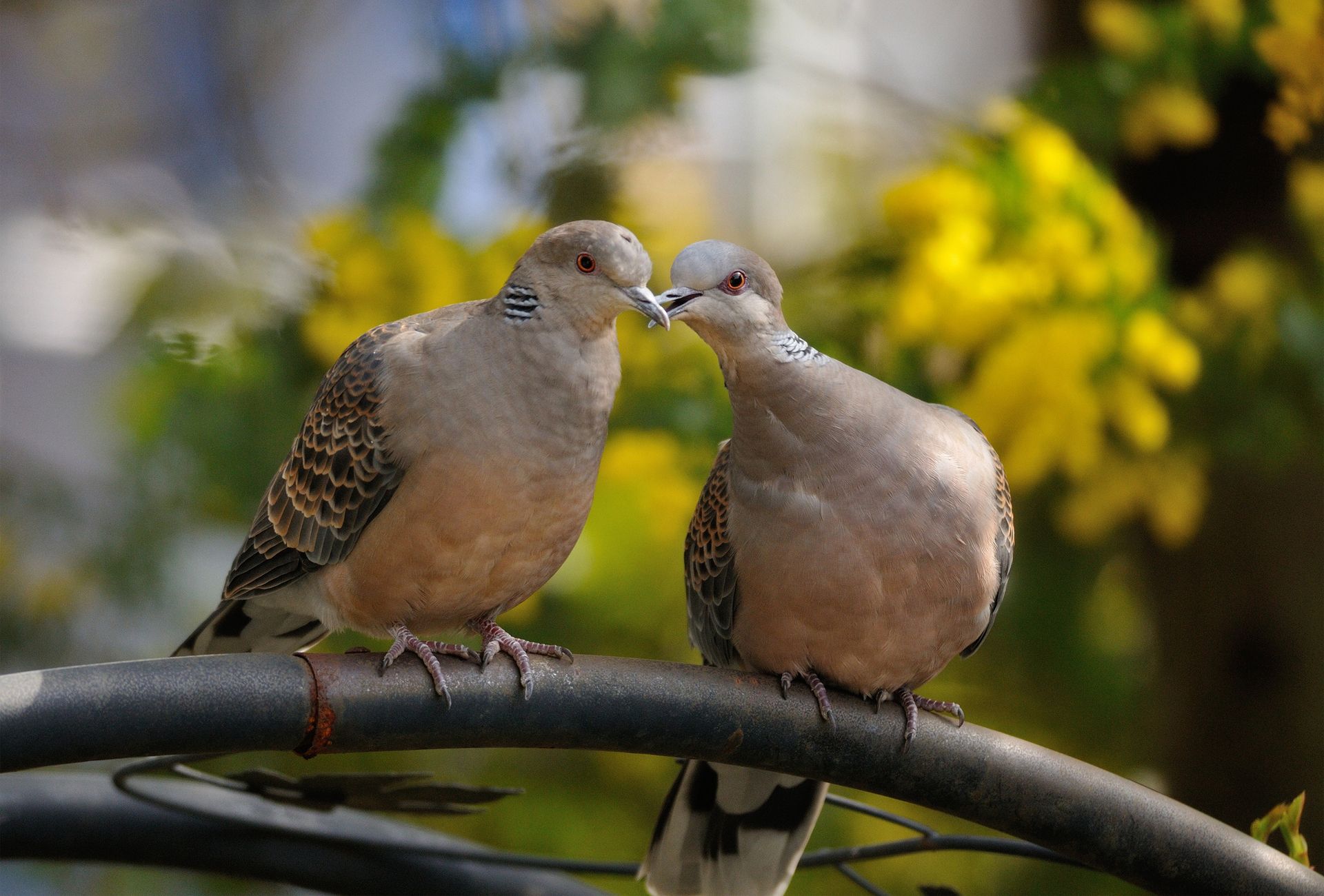 1920x1300 birds, Turtle, Dove Wallpaper HD / Desktop and Mobile Background