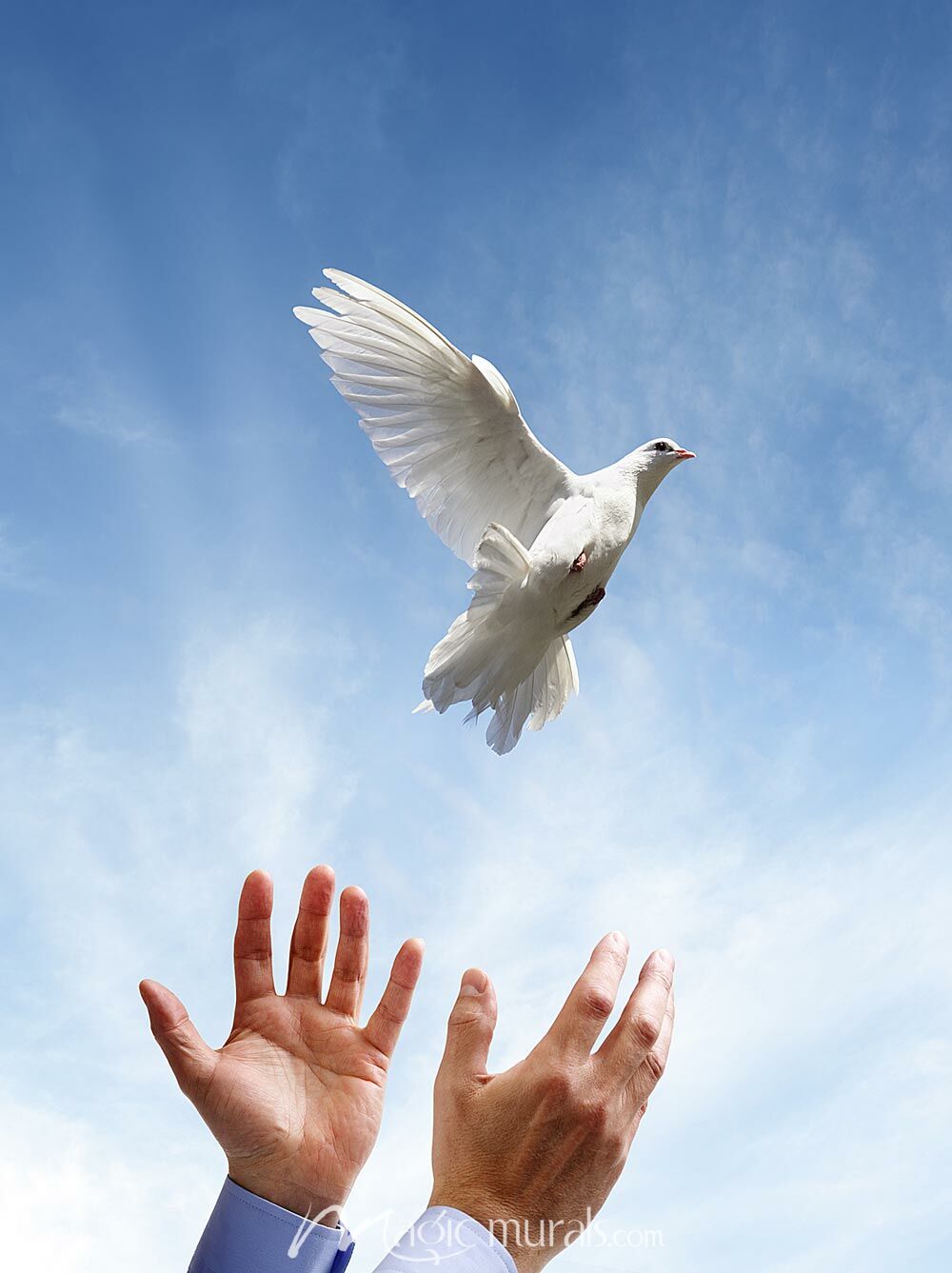 1000x1337 Dove Released