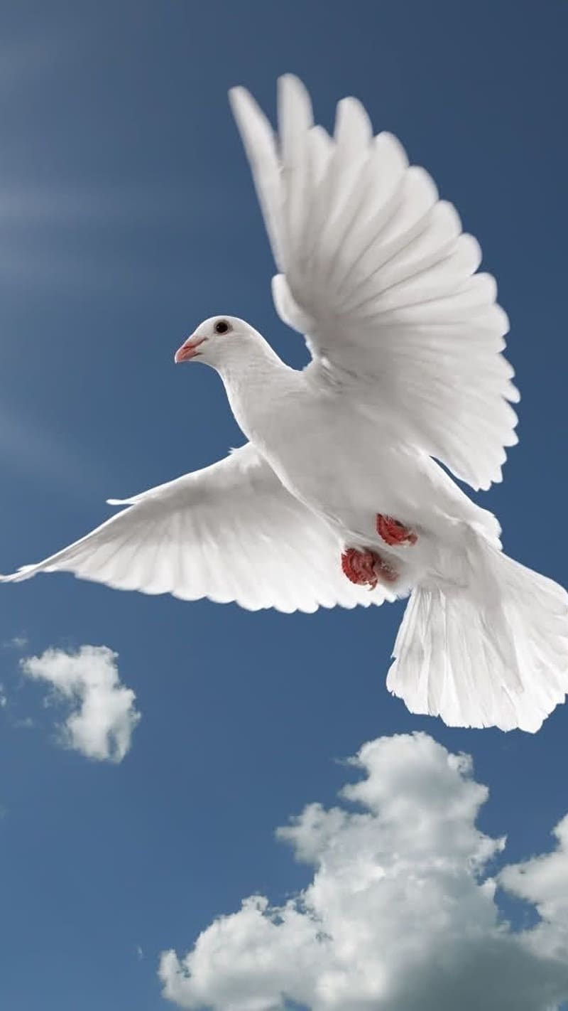 800x1422 Dove Birds Flying Live, birds live, dove, flying, sunshine, clouds, sky, HD phone wallpaper