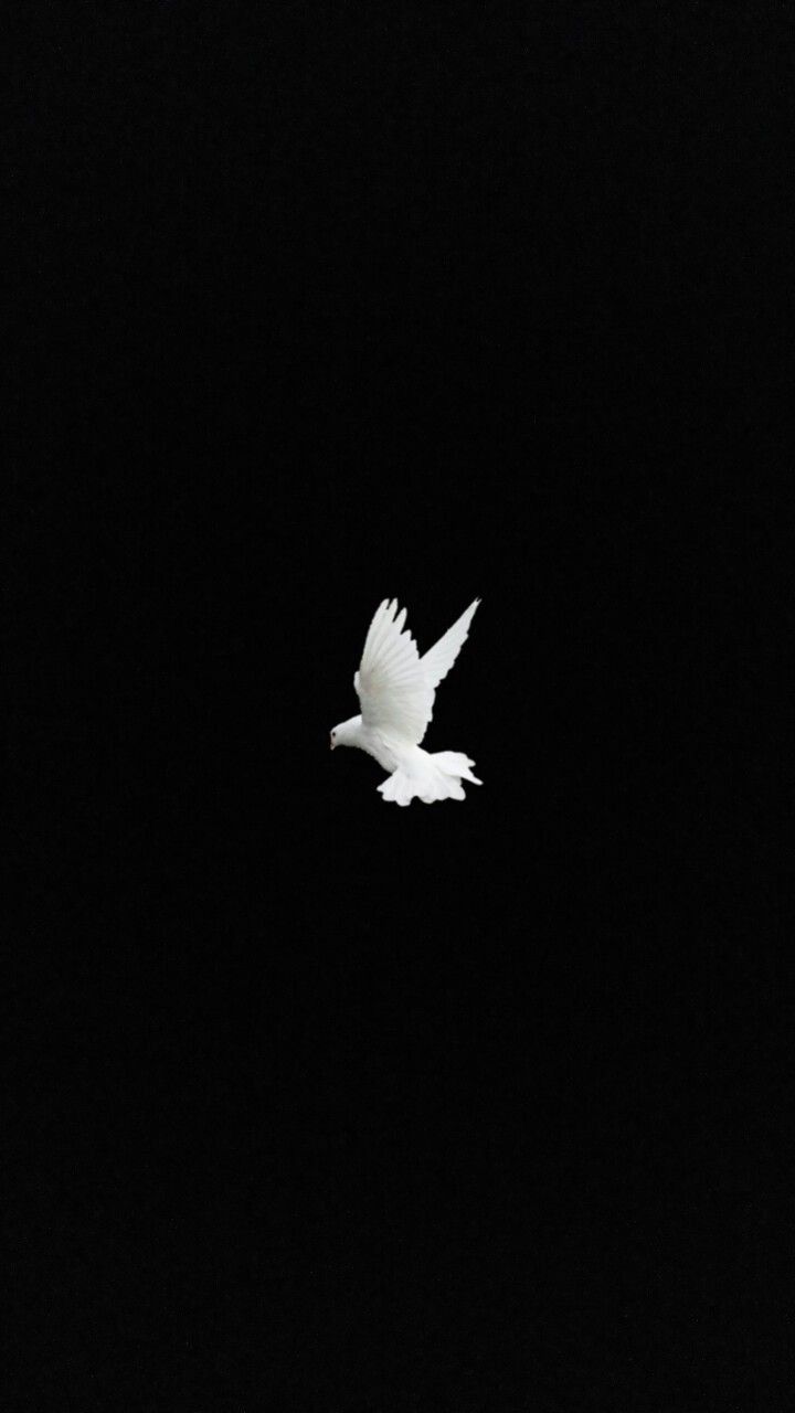 720x1280 Dove Bird Wallpaper
