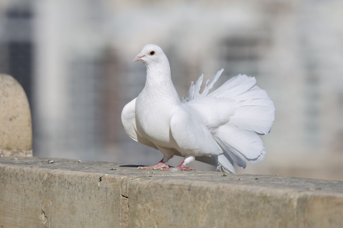 1125x750 Elegant White Dove Posing Outdoors in Soft Light · Free