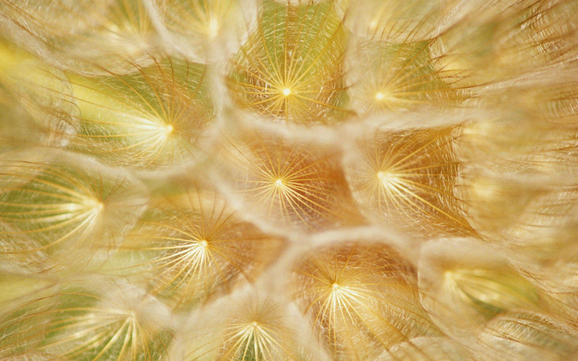 1920x1200 Golder feathers wallpaper : High Definition, High Resolution HD Wallpaper