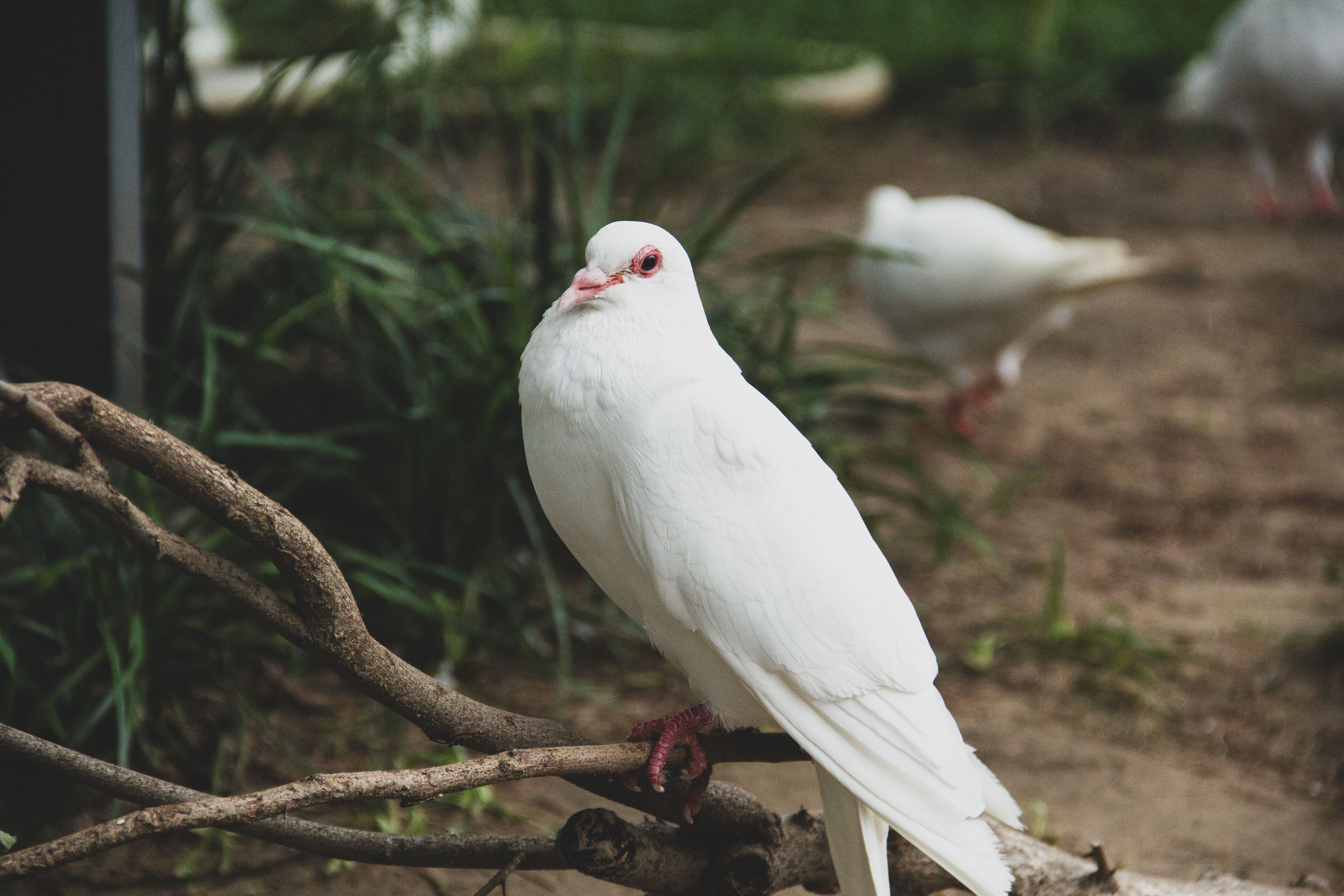 5184x3456 Close Up Of A White Dove · Free