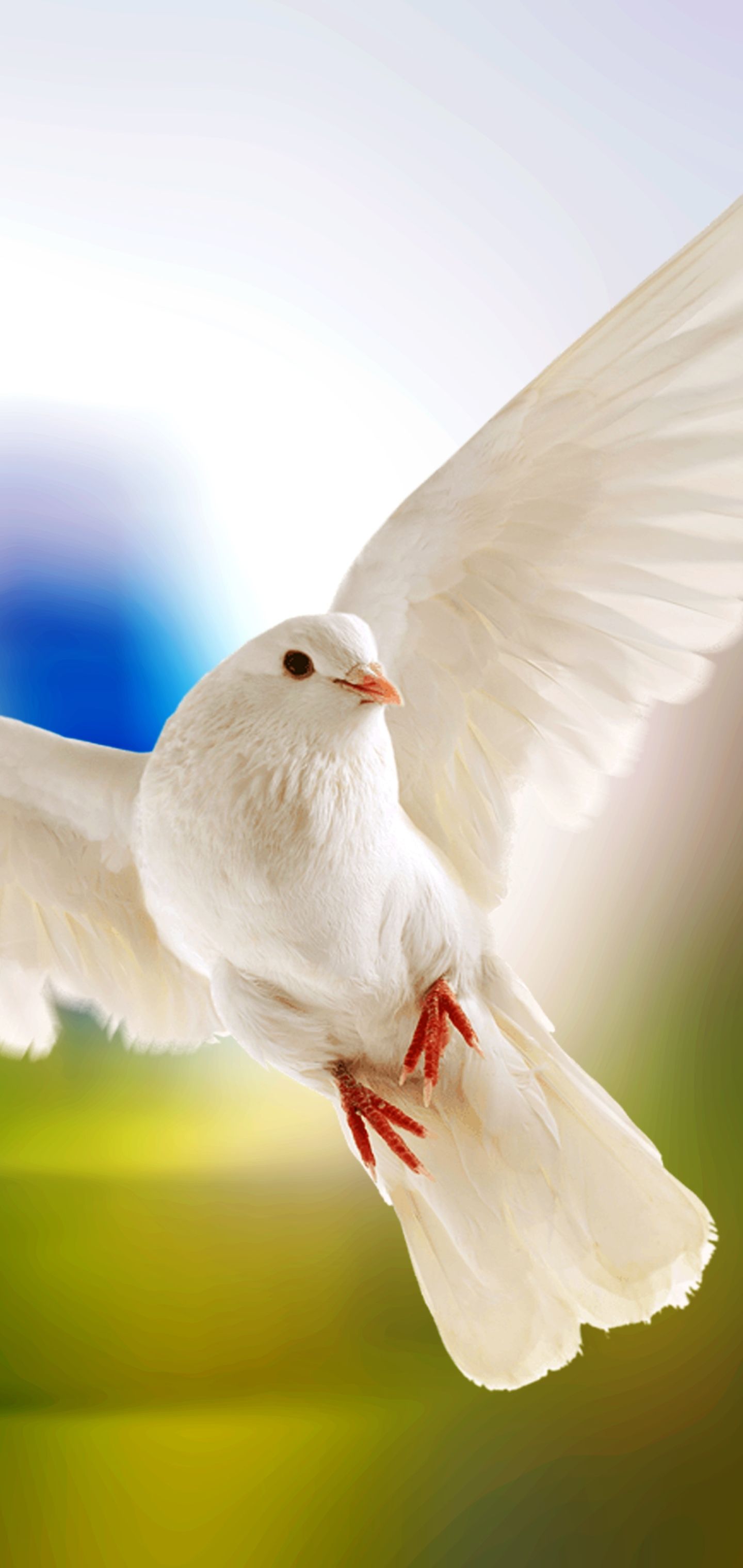 1440x3040 Desktop wallpaper: Dove, Animal, Bird, Birds 4K free download for PC. 1157418