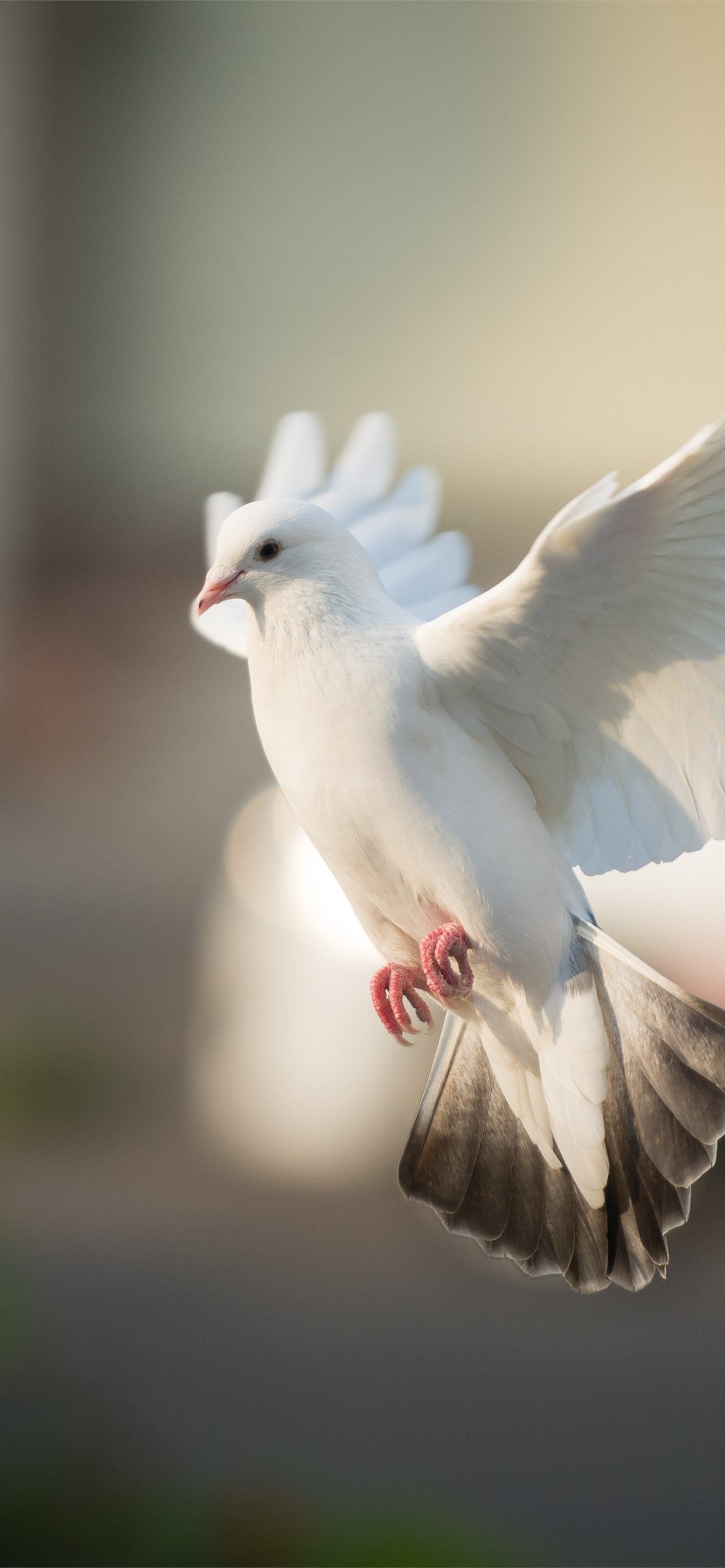 1284x2778 dove iPhone Wallpaper Free Download