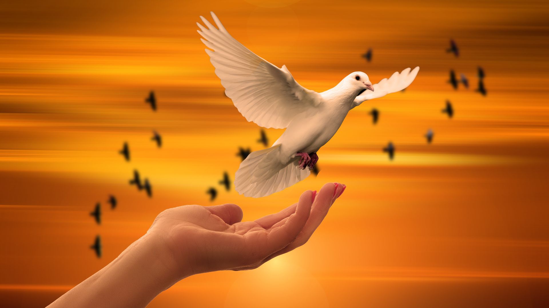 1920x1080 Dove Bird Flying Away Laptop Full HD 1080P , HD 4k Wallpaper, Image, Background, Photos and Picture