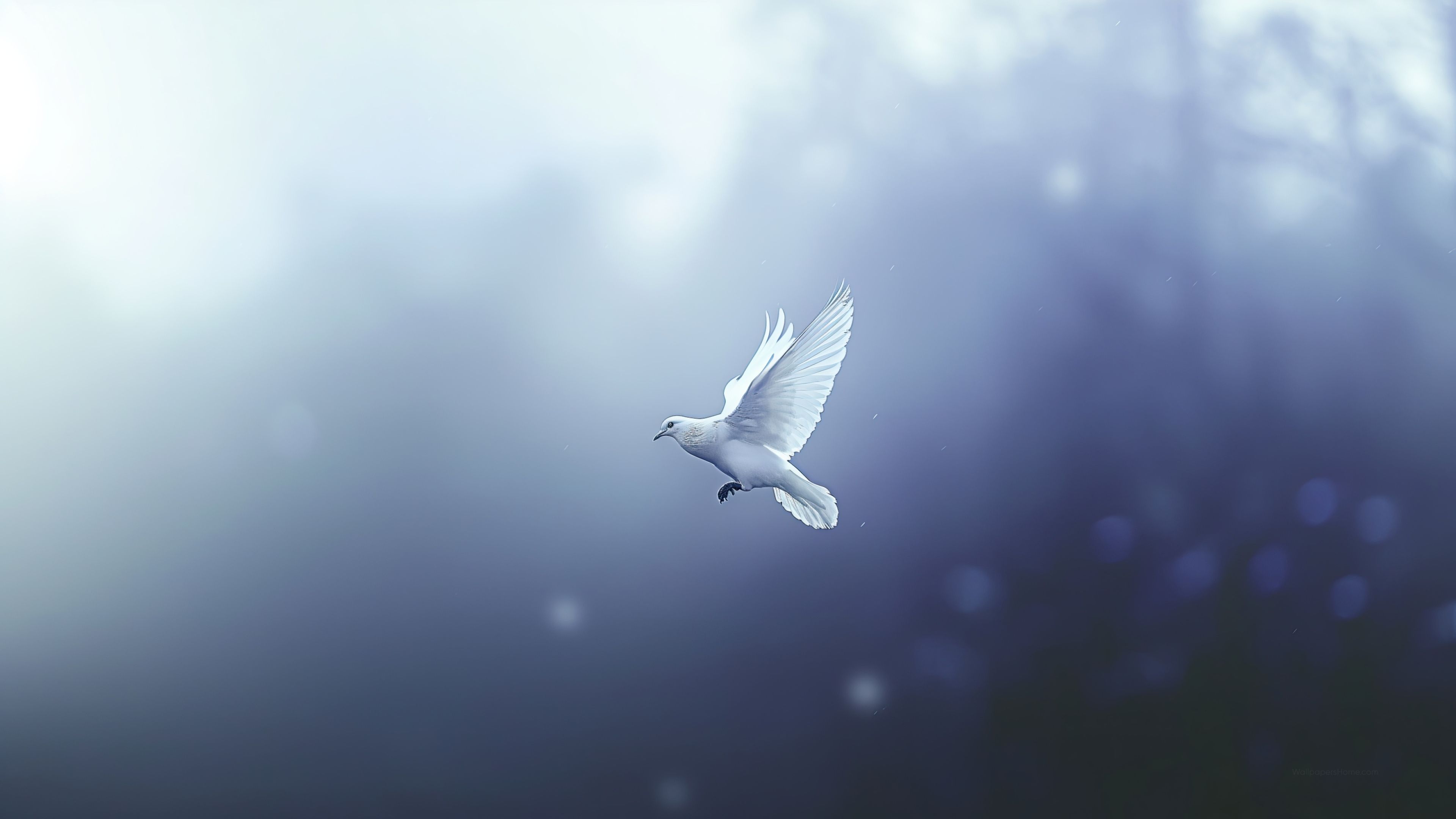 3840x2160 Dove Wallpaper 4K, Birds