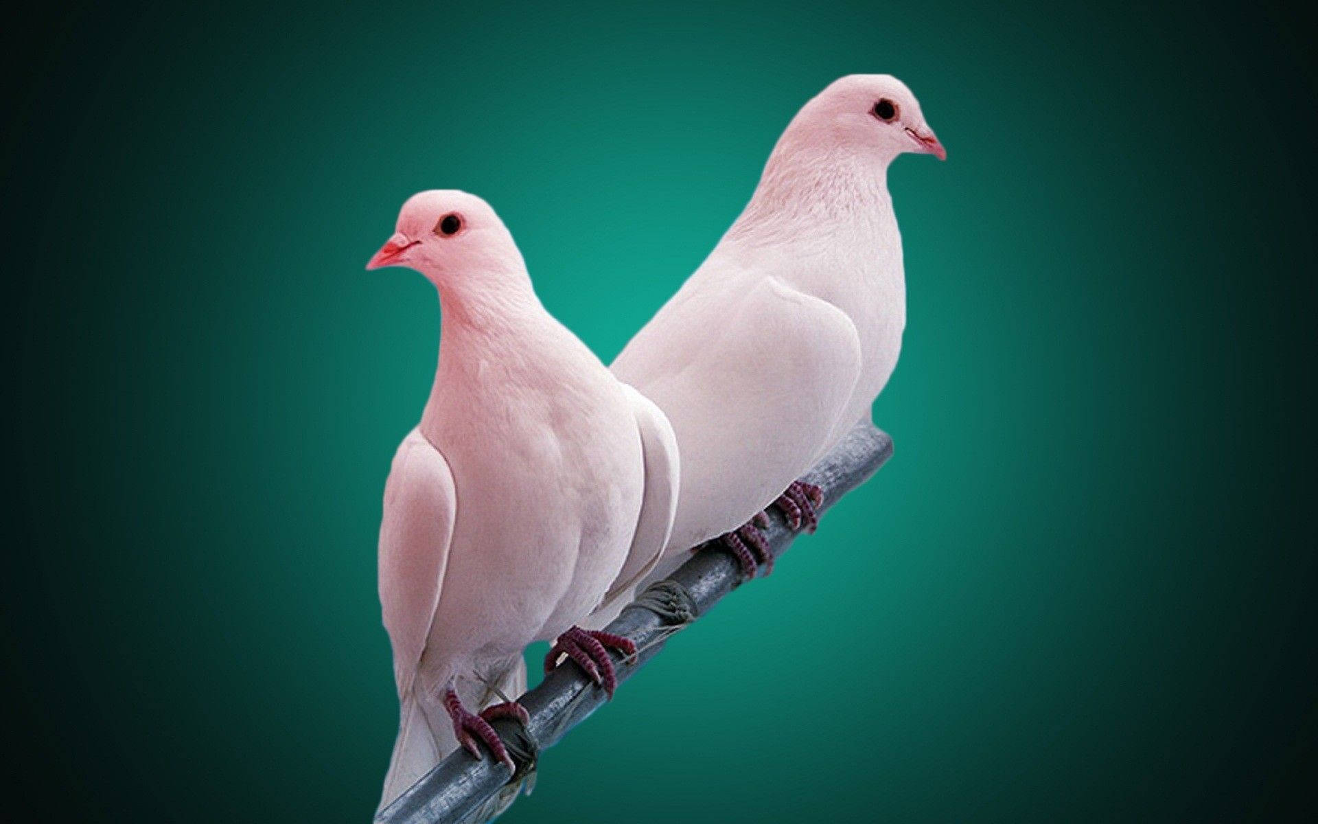 1920x1200 Download Pink White Dove Love Birds Wallpaper
