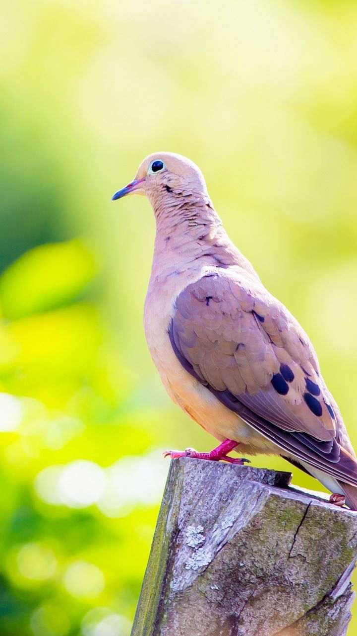 720x1280 Dove, calm, bird, portrait, 720x1280 wallpaper