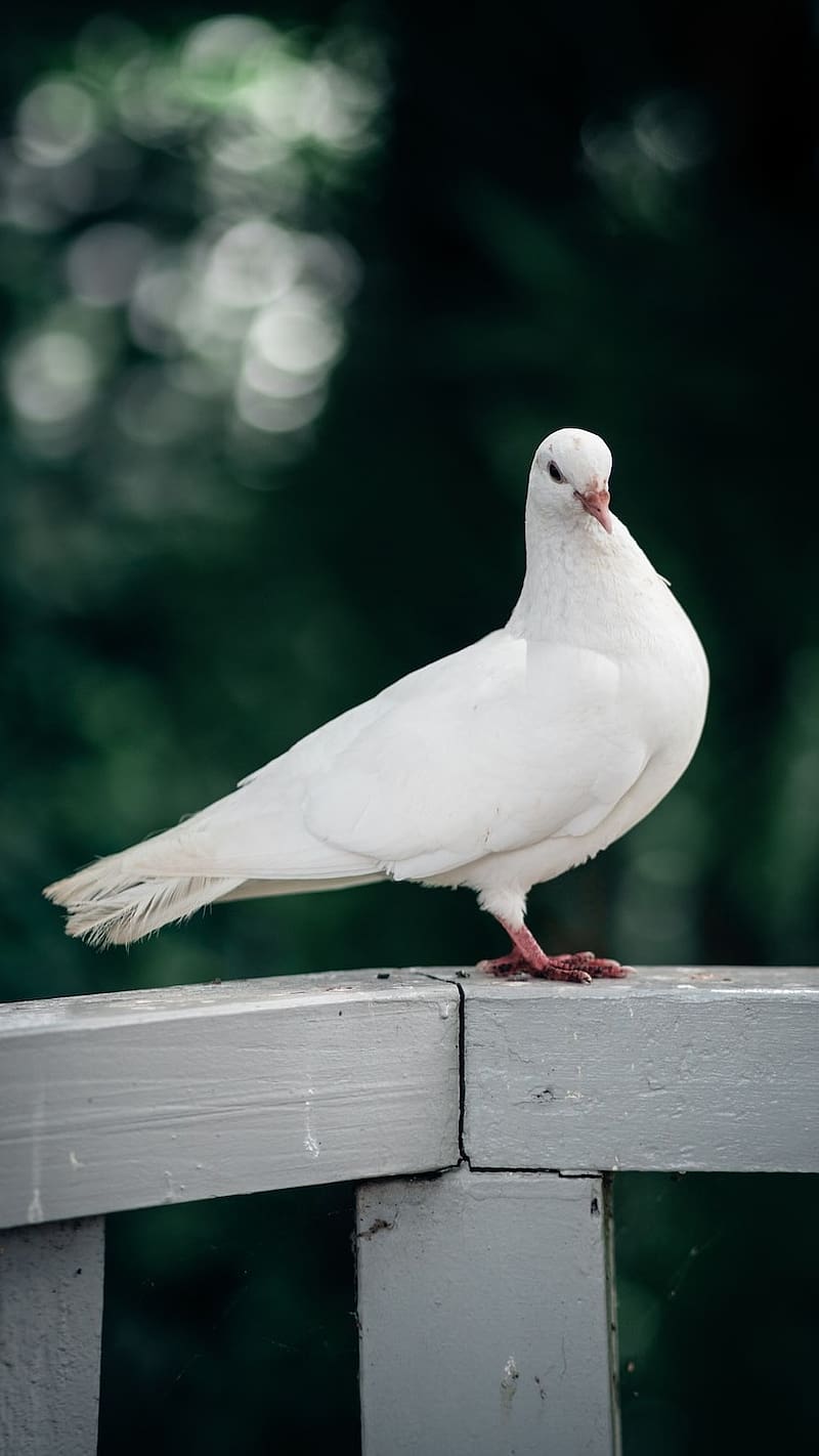 800x1422 White Dove Bird, white, dove, nature, bird, beautiful, HD phone wallpaper