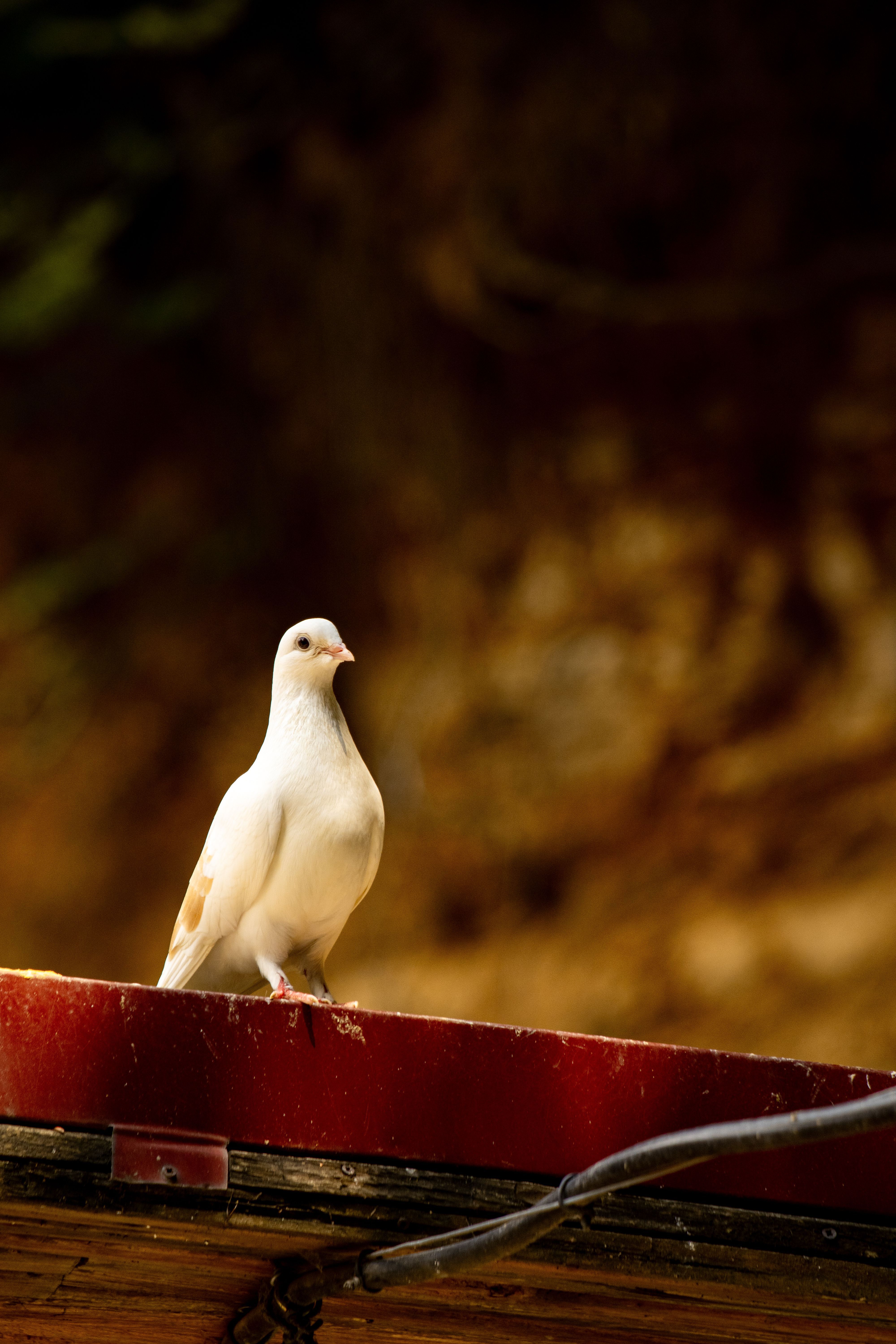 4000x6000 Close Up Of A White Dove Perched On A Roof · Free