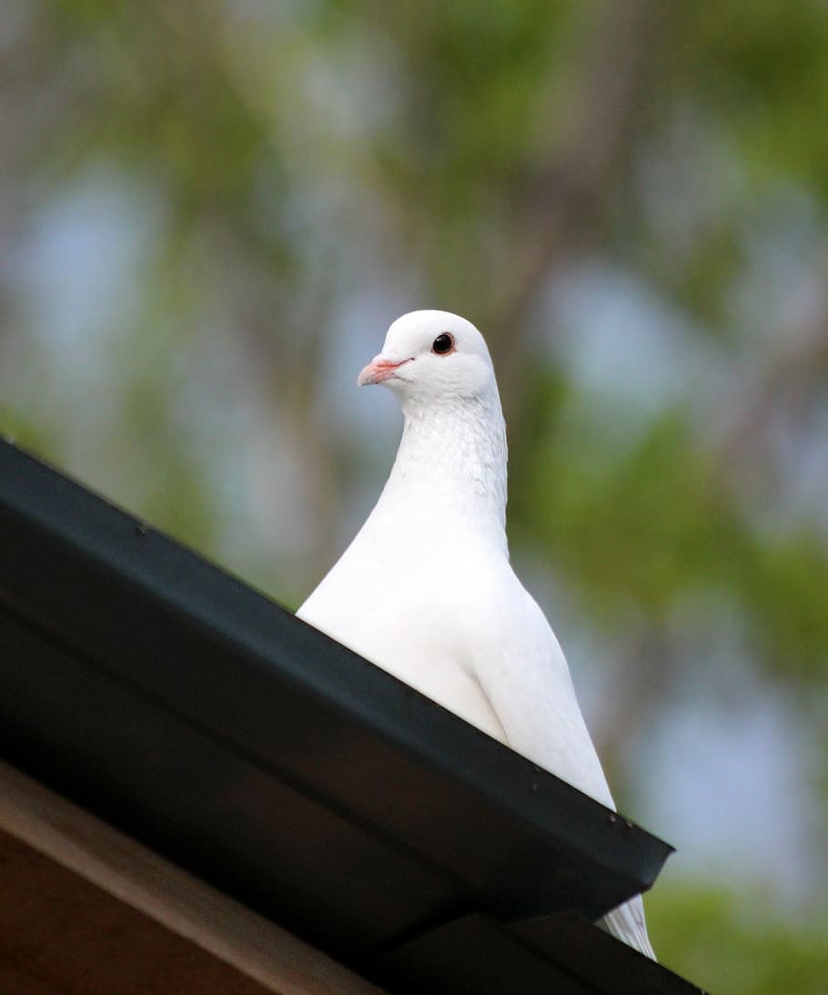 910x1093 HD wallpaper: dove, bird, no one, outdoors, nature, white bird, white dove