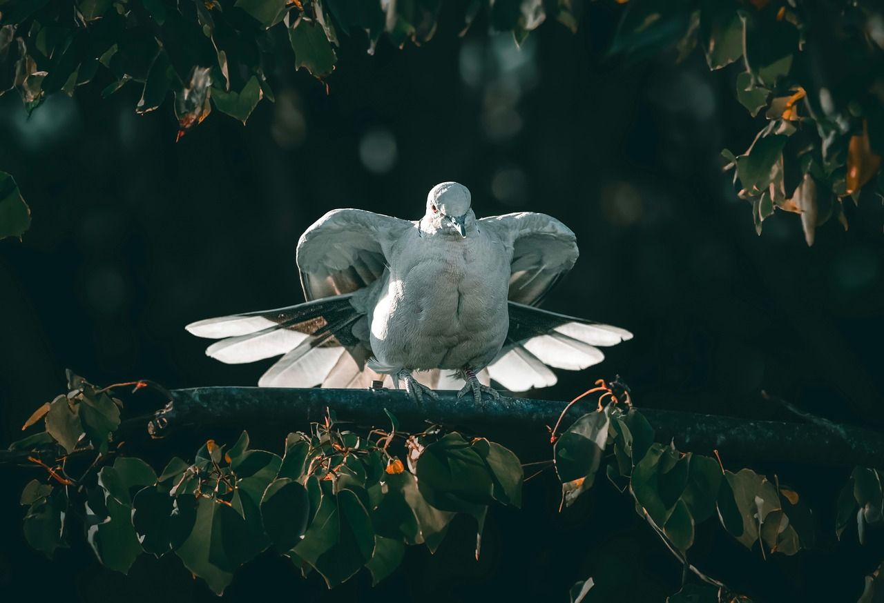 1280x874 Dove Bird Animal
