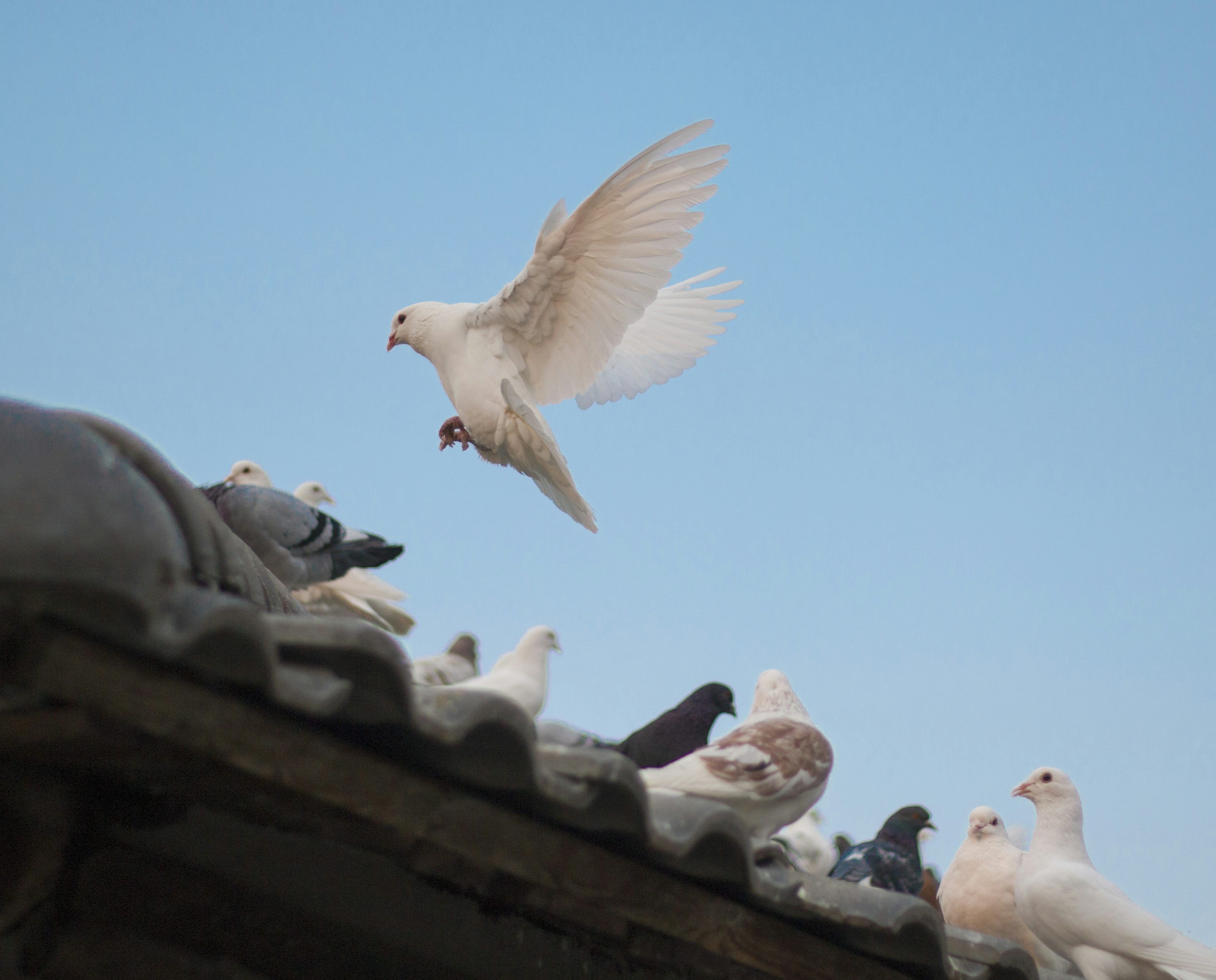 3000x2419 White Dove Picture. Download Free Image