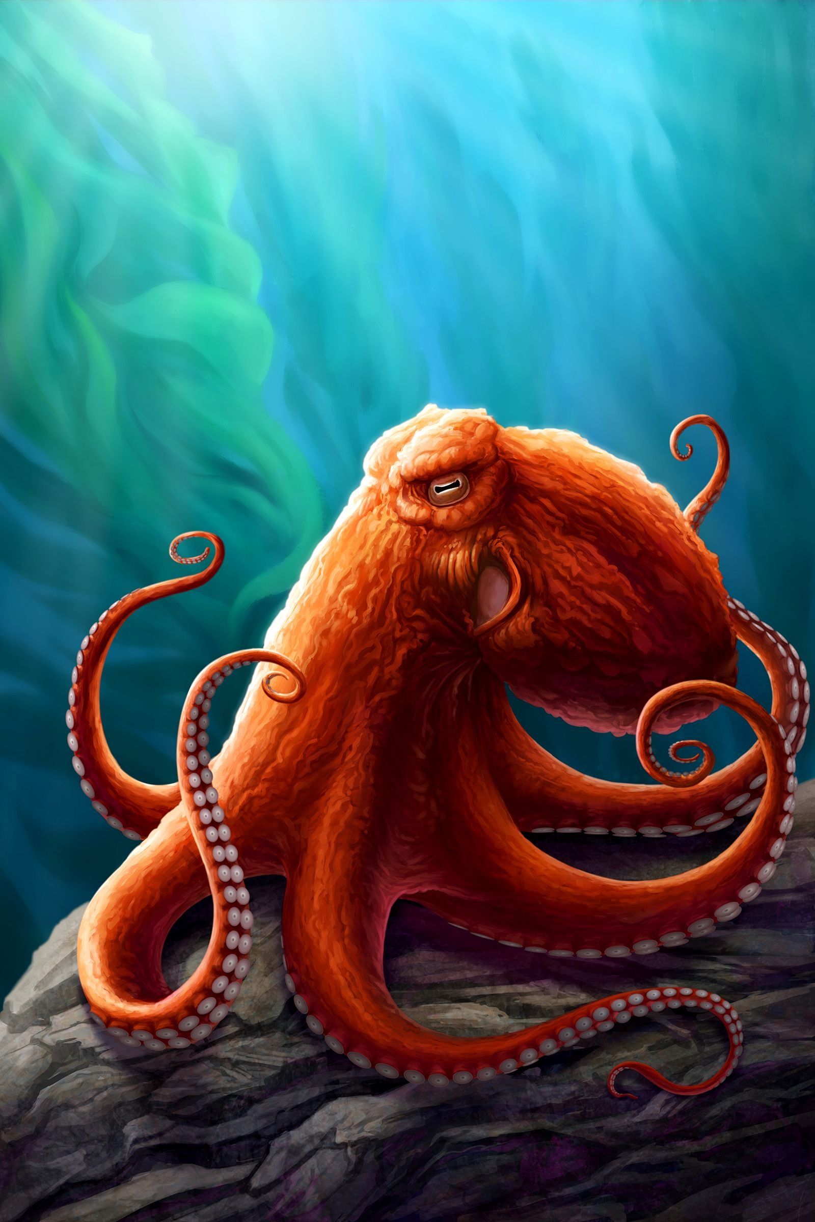 1600x2400 Octopus Wallpaper