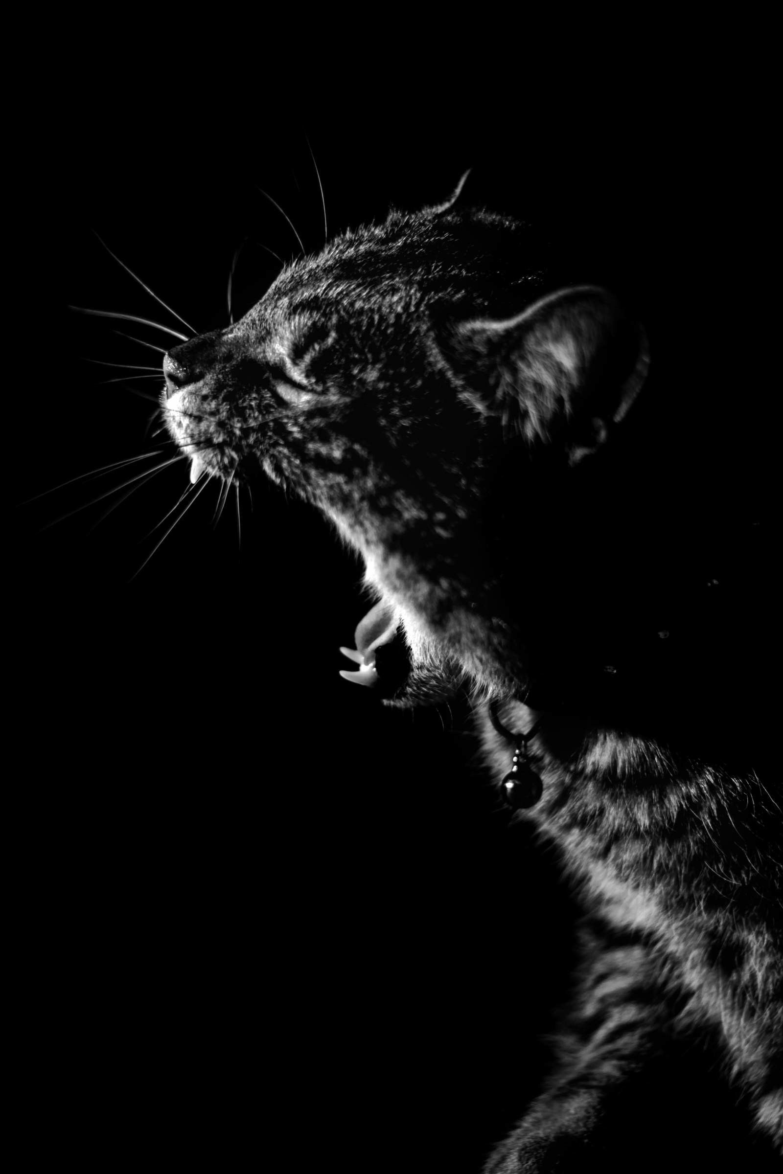 1600x2400 Darkness Wallpaper