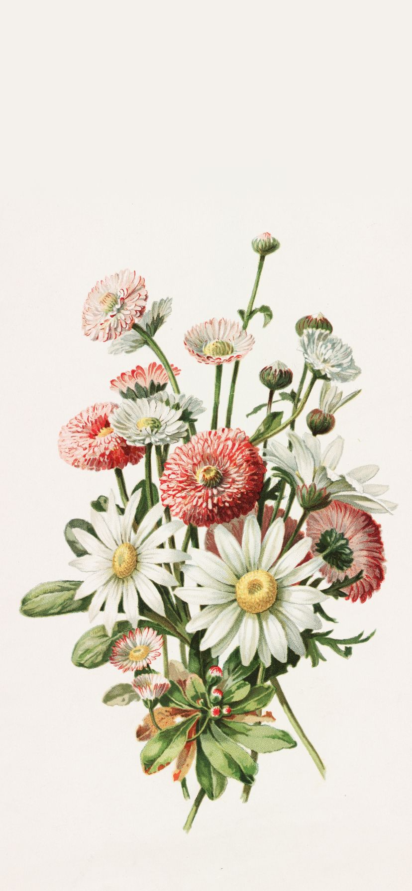 828x1792 Daisies by Alois Lunzer Wallpaper