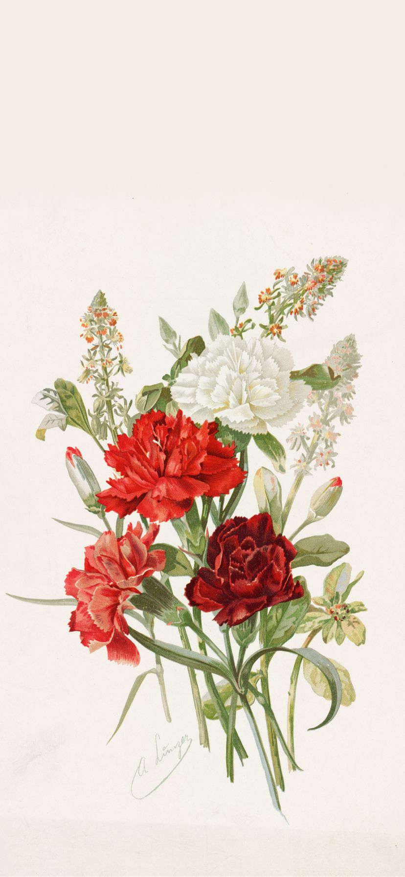 828x1792 Carnations and Mignonette by Alois Lunzer Wallpaper